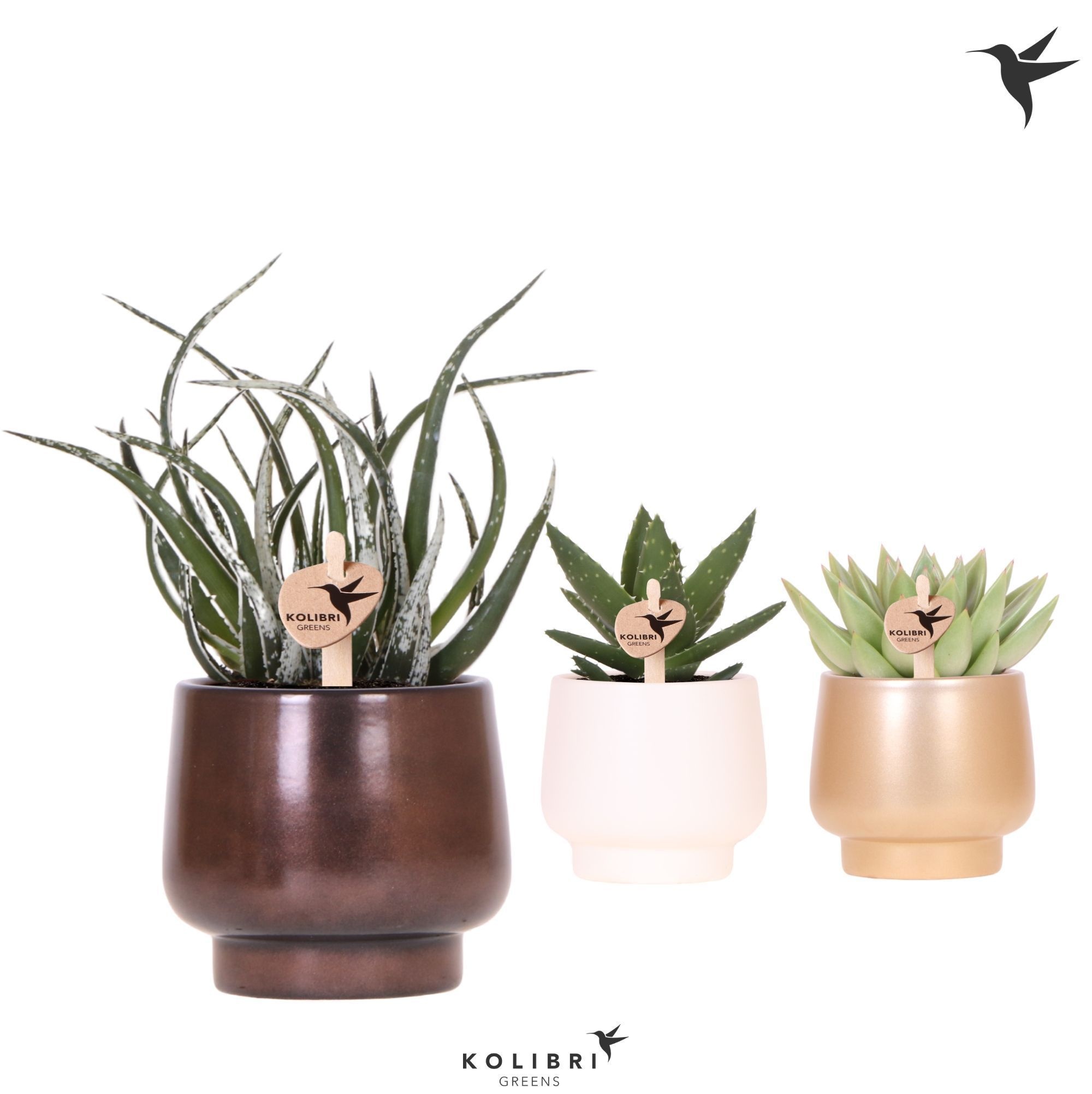 Kolibri Greens Succulenten mix in Scandic pot gold mix, D 9