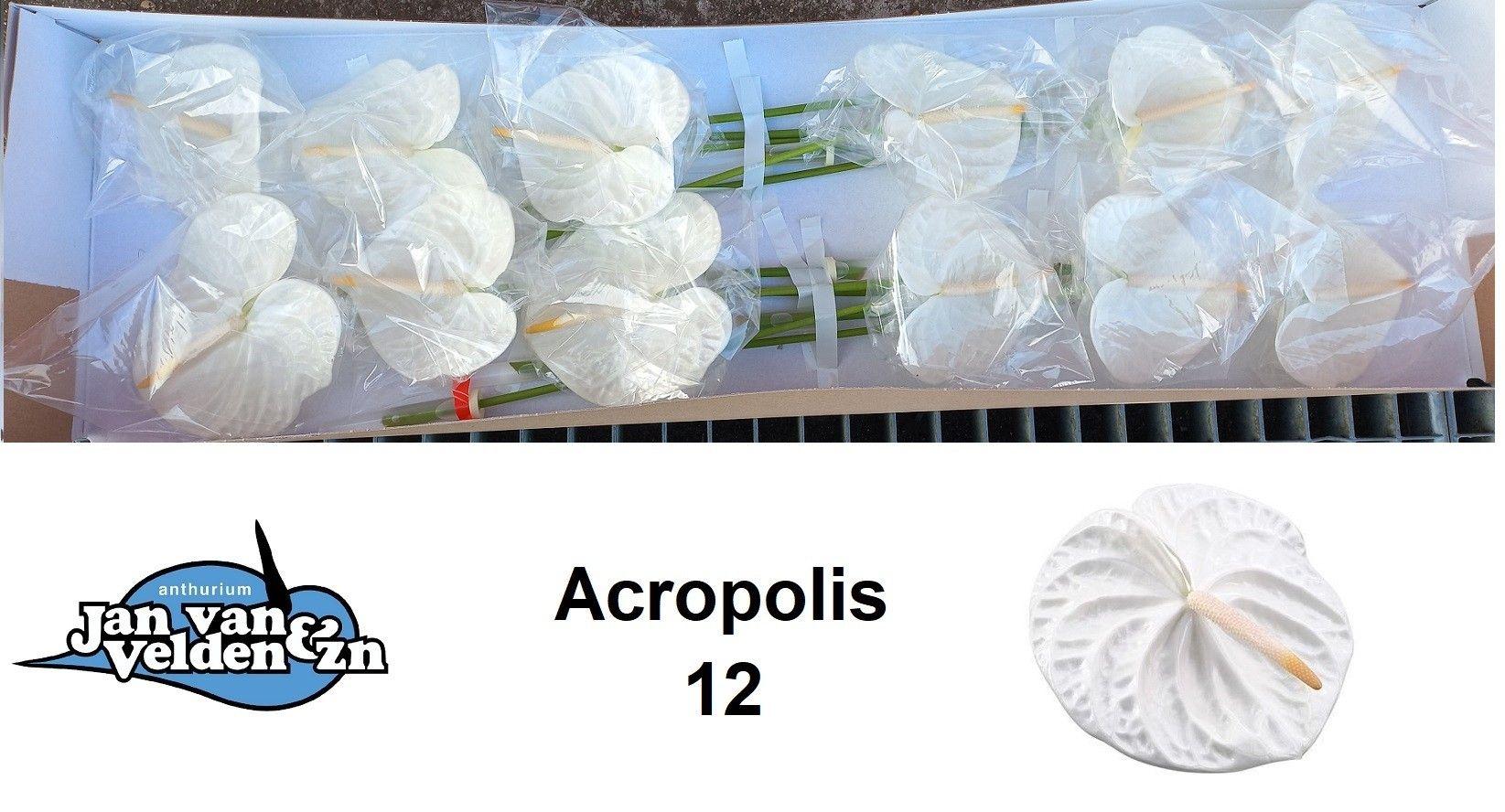 Антуриум Акрополис (бел.) x12, шт.