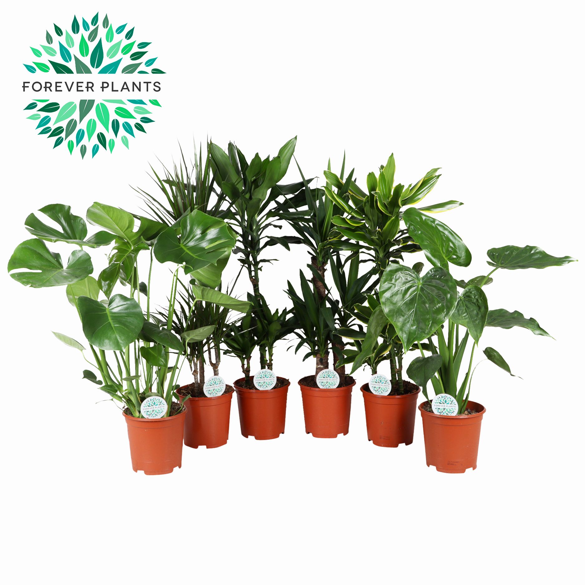 Groen Mix kamerplanten p21, D 21