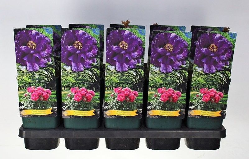 Paeonia Suffruticosa Wu Long Peng Sheng P12 -1 tak, D 14