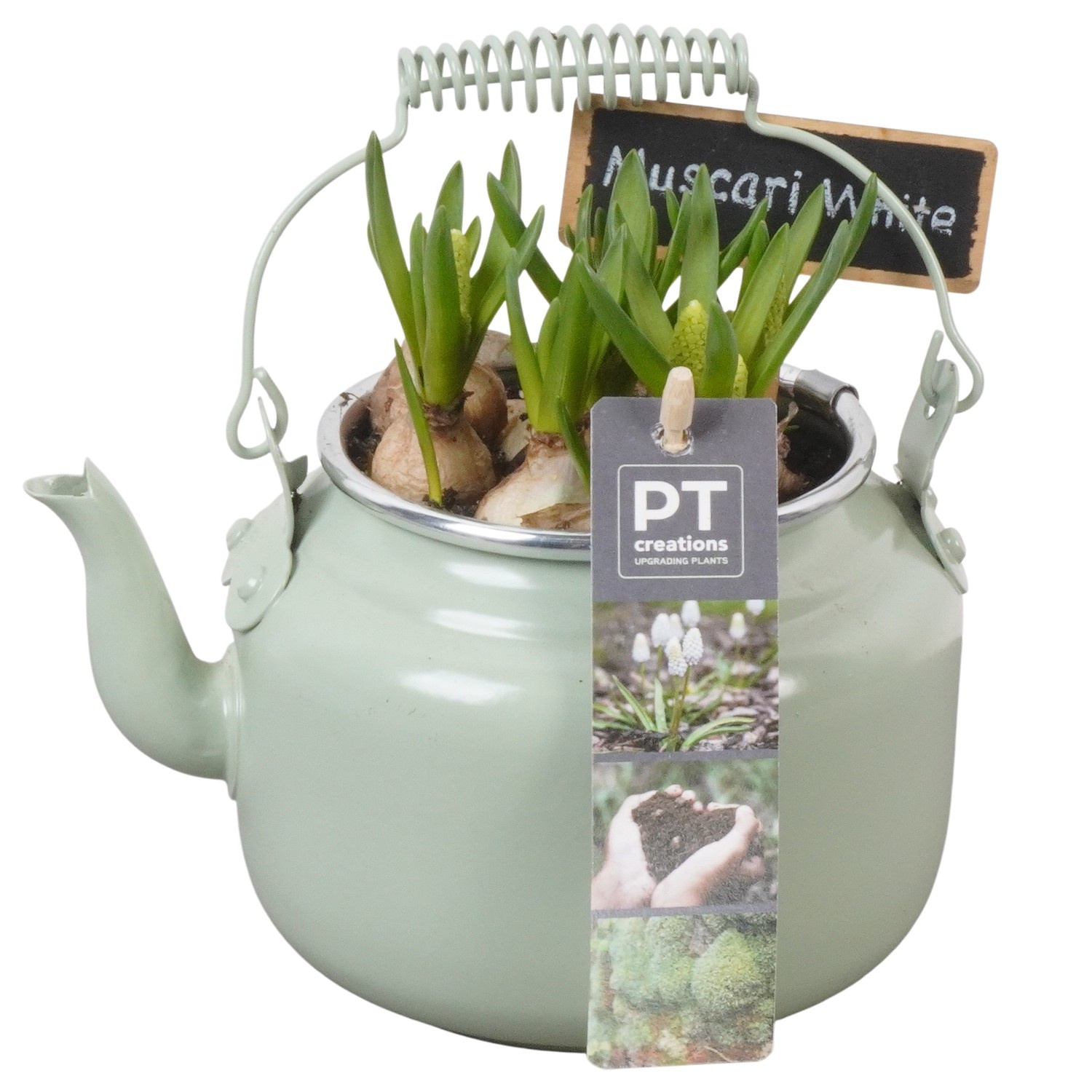 PTWMB8112 Arrangement Muscari White in metalen pot, D 10