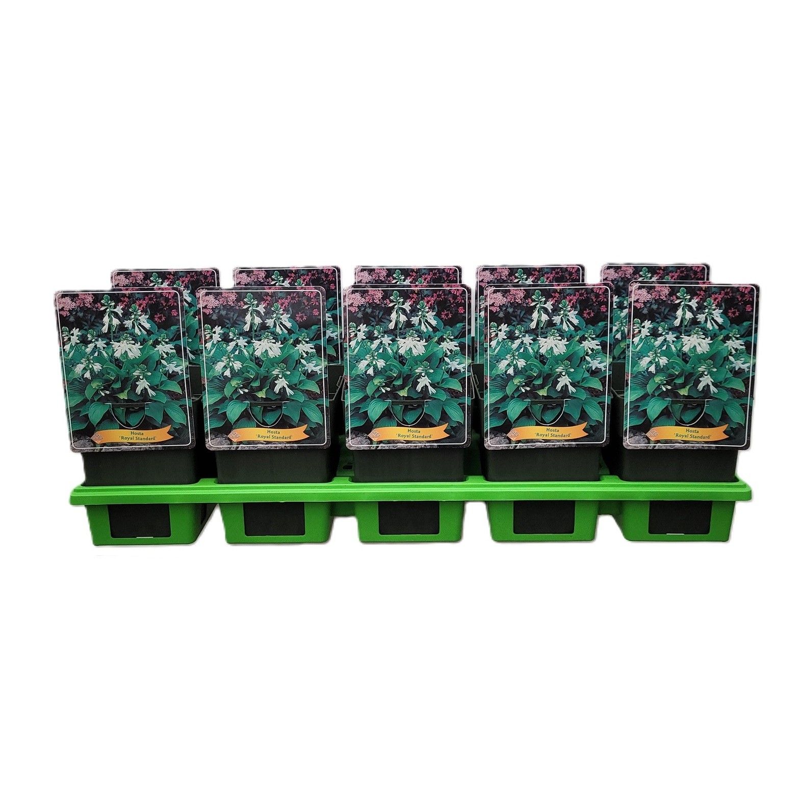 Hosta 'Royal Standard' P11, D 11