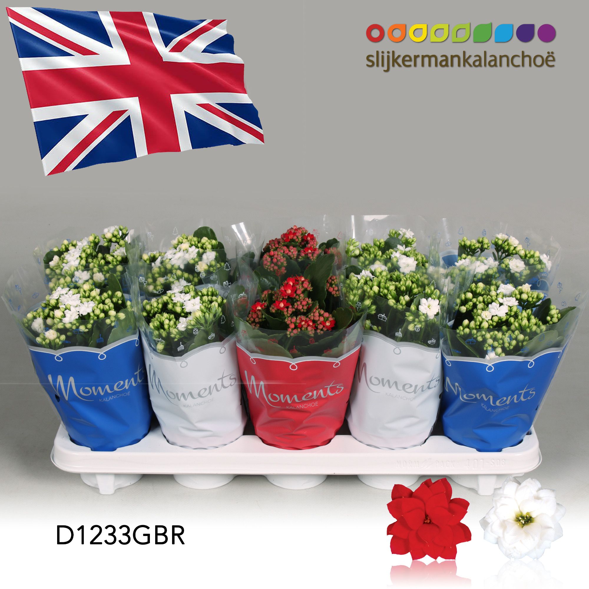 Kalanchoe Moments - Great Britain flag, D 10,5