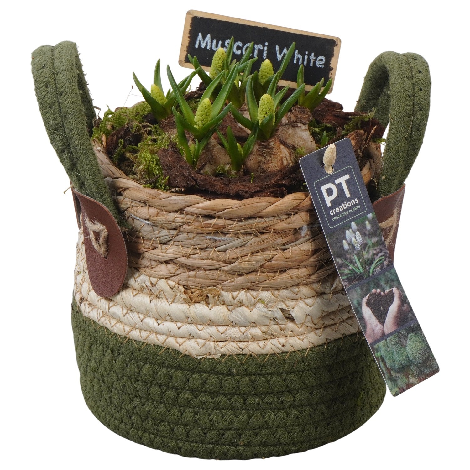 PTWMB8132 Arrangement Muscari White in riet mand, D 13