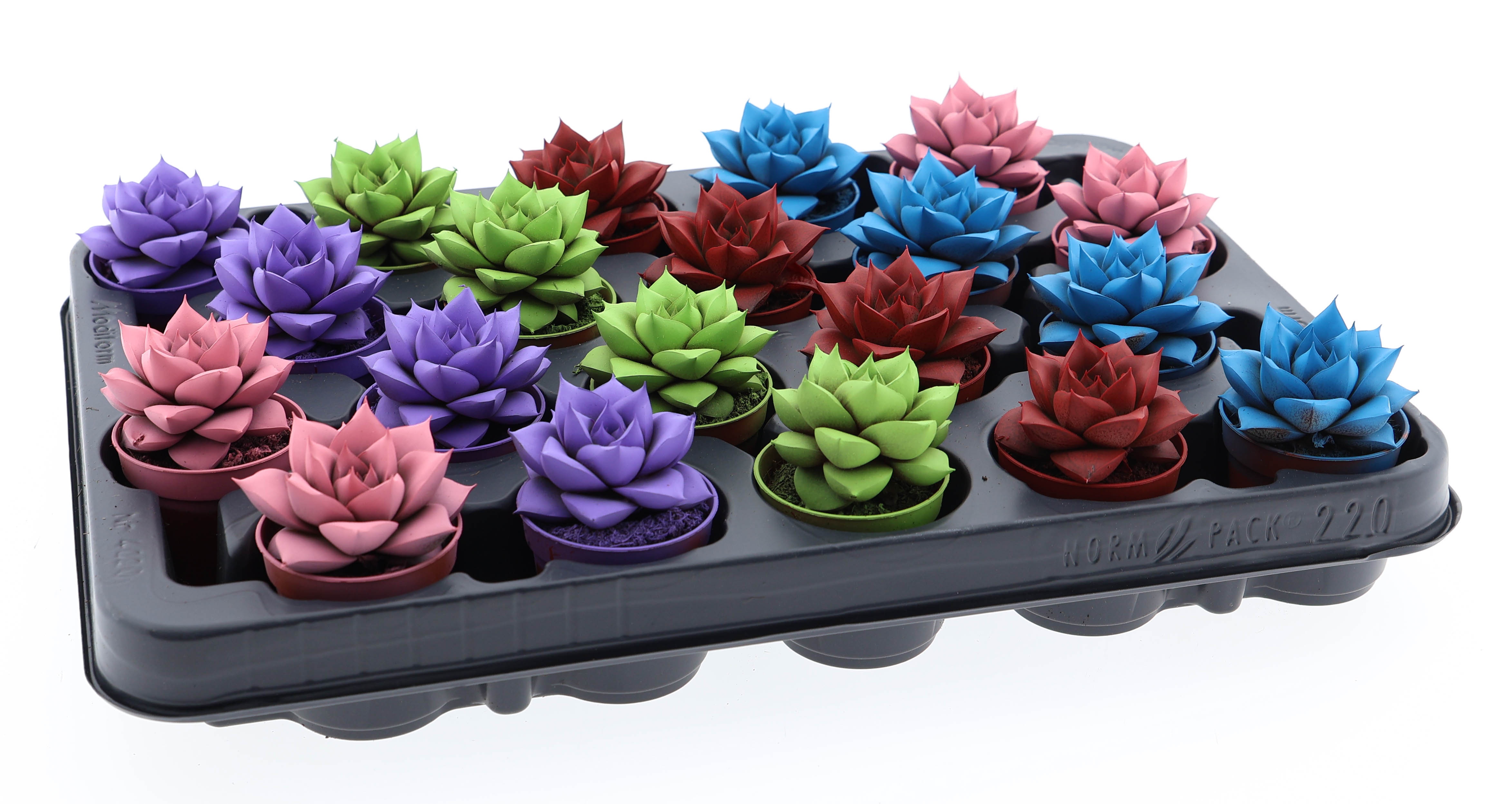 Rainbow purper mix, D 5,5