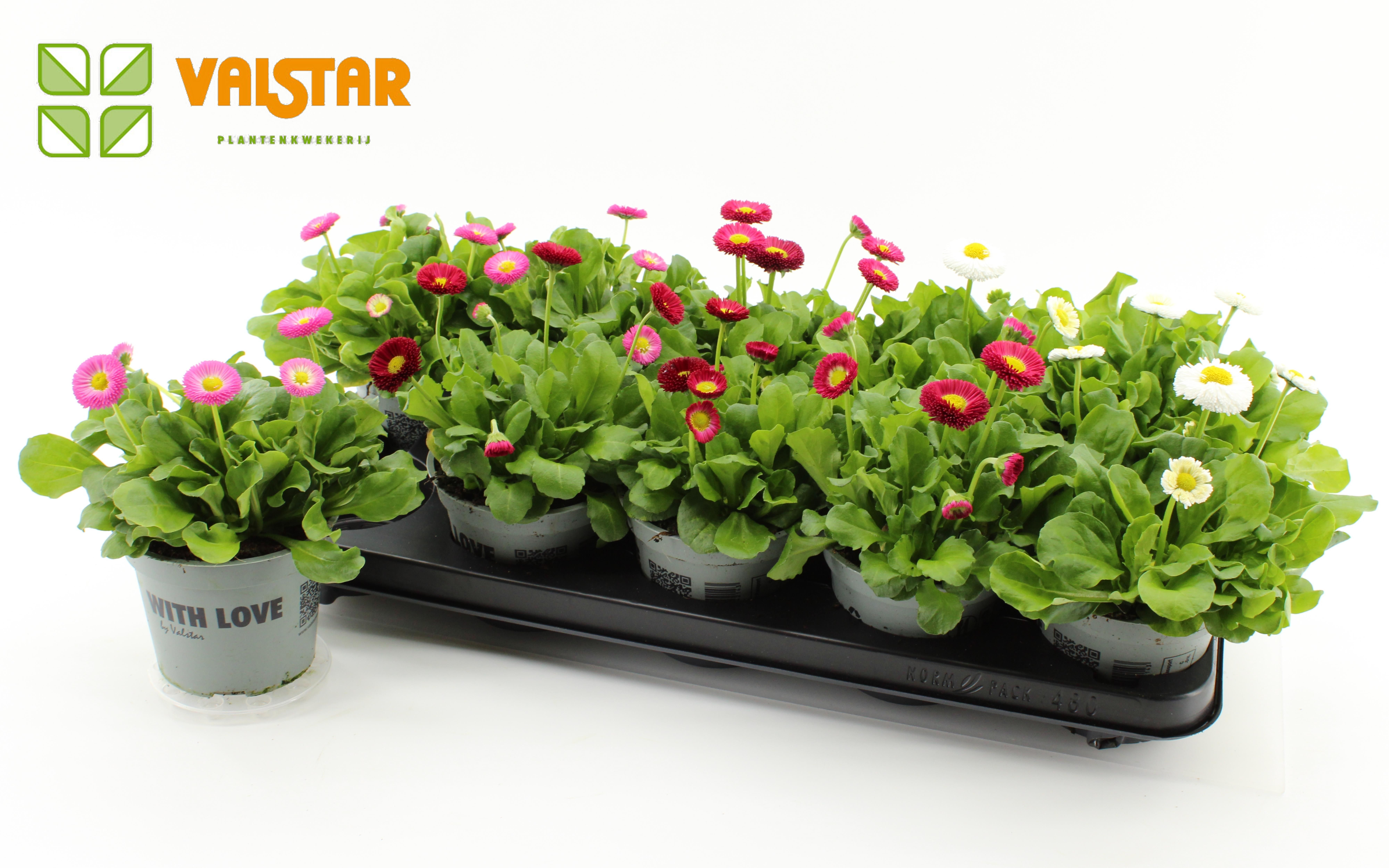 Bellis Perennis Belladaisy red- pink and white 12 cm, D 12