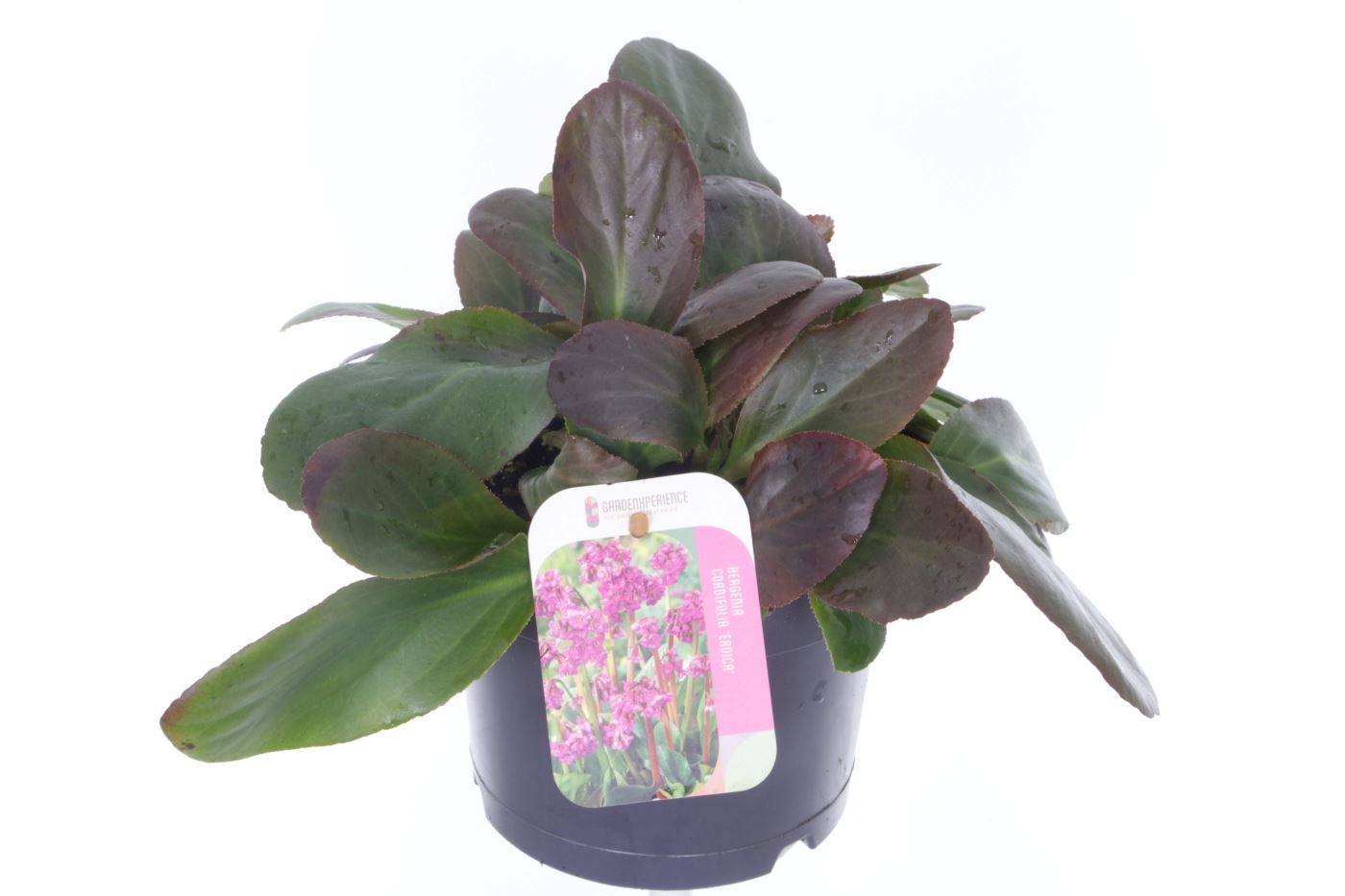 Bergenia cordifolia Eroica, D 17