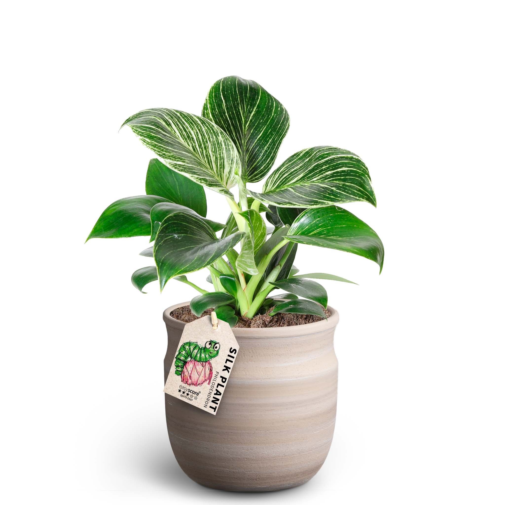 Maceta Sand, Philodendron ´White measure´, D 12