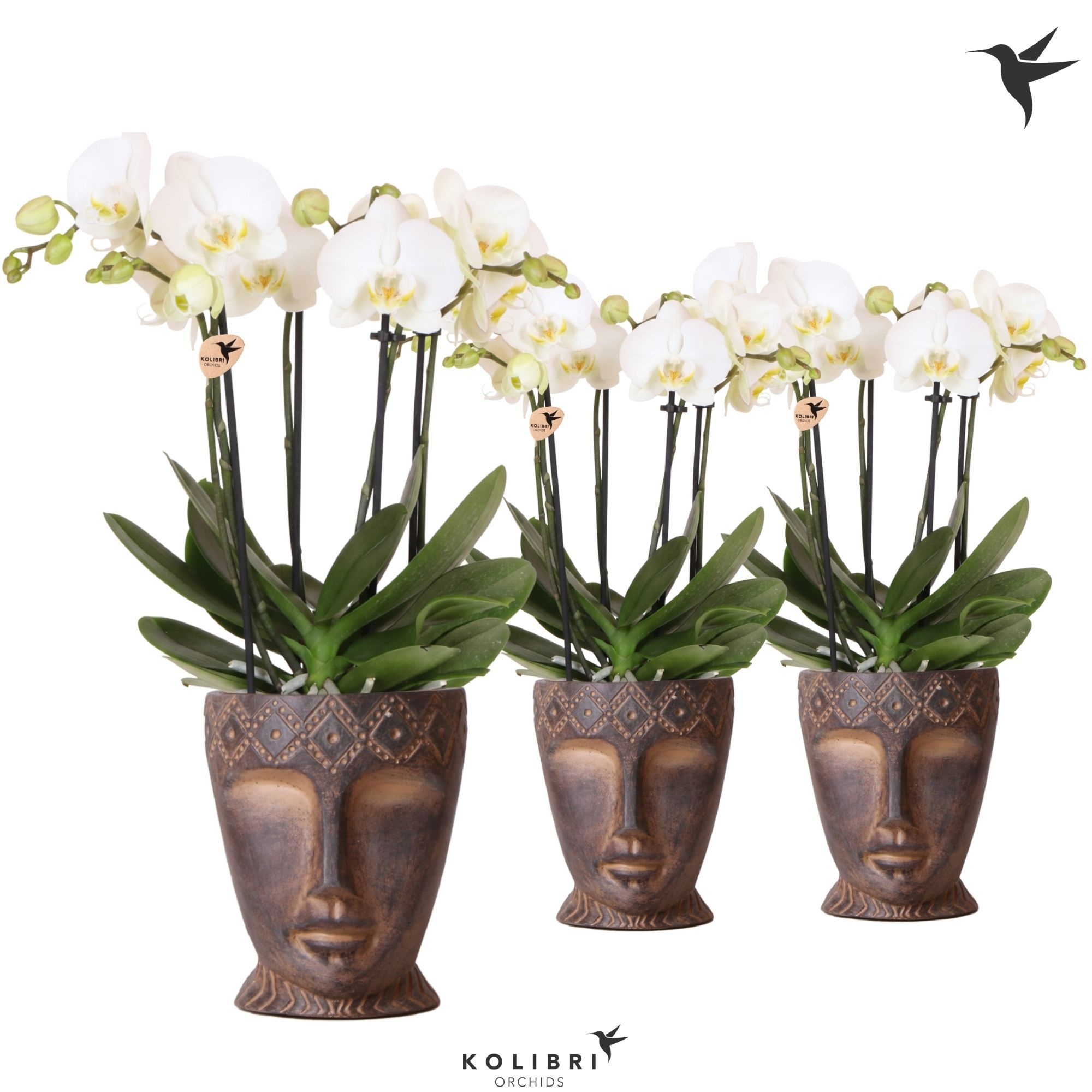 Kolibri Orchids Phalaenopsis Jewel Ghent 4 spike in Totem Mask pot, D 12