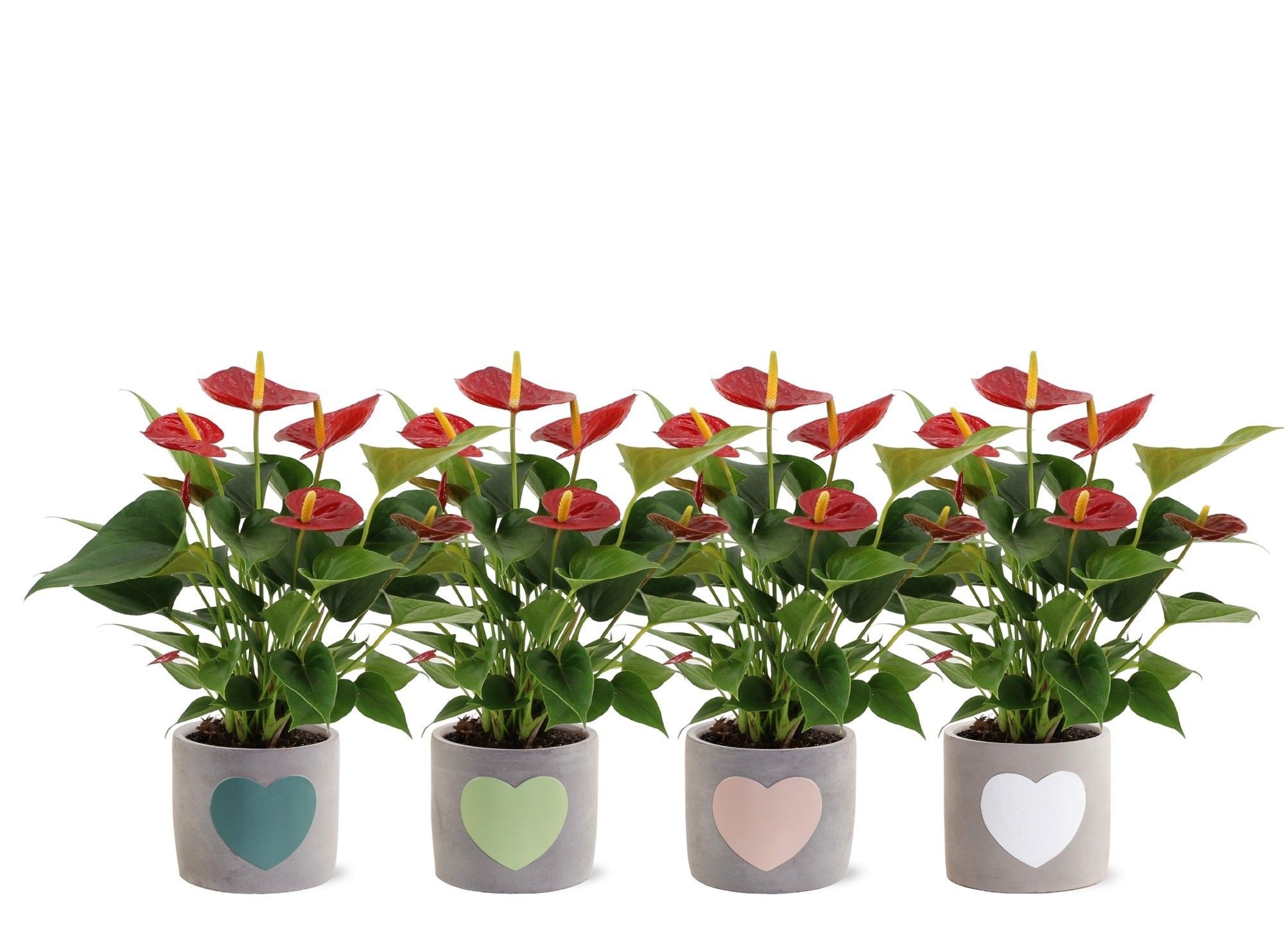 Anthurium Diamond Red in Jolijn 3 ceramics, D 12