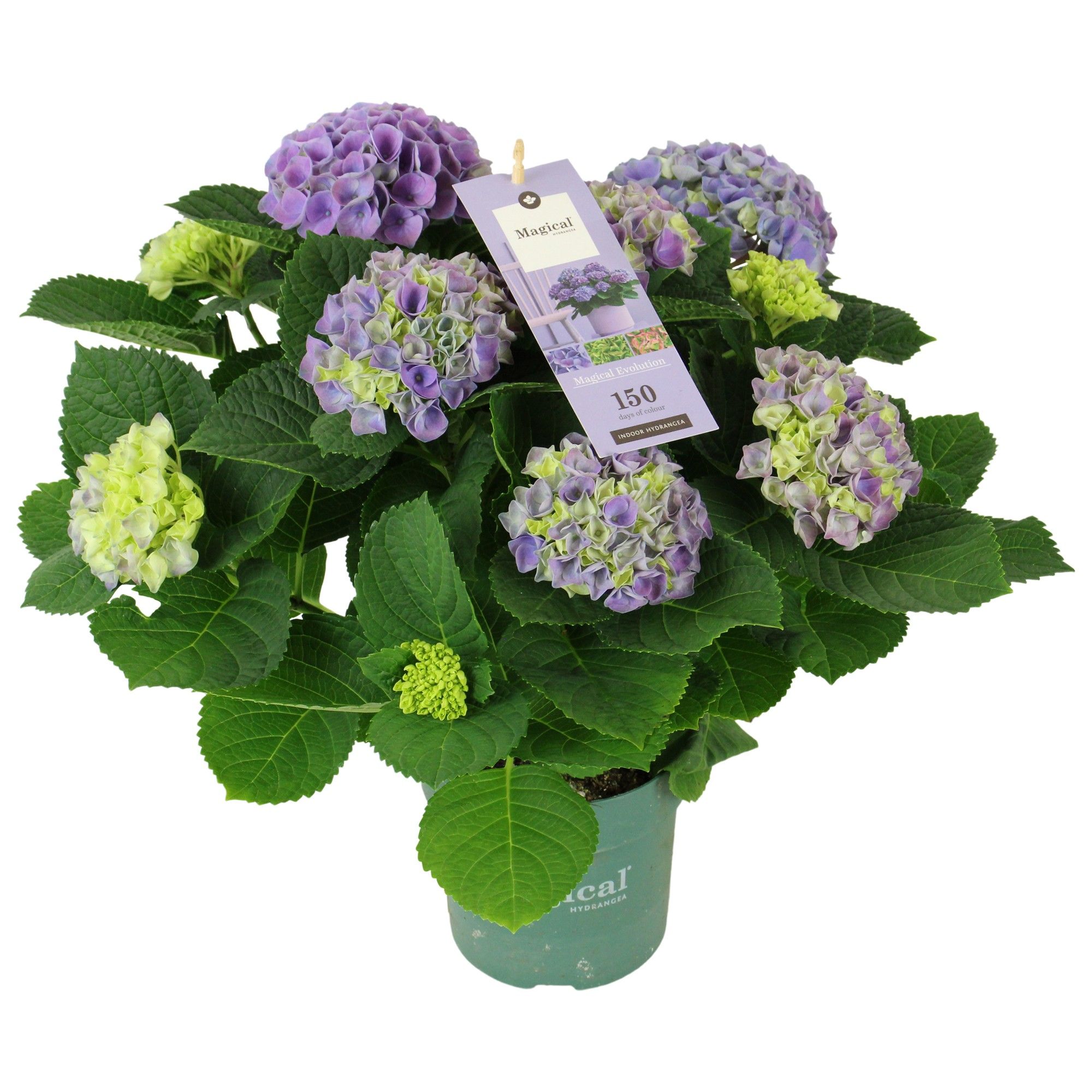 Hydrangea Magical Evolution ® blue 5/6 flowers, D 14