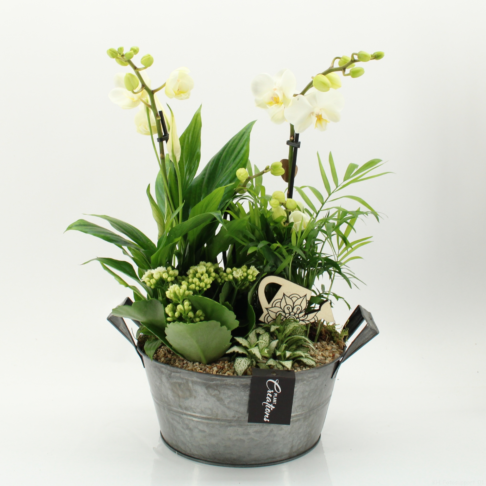 PHAL-2632W Phalaenopsis creatie, D 23