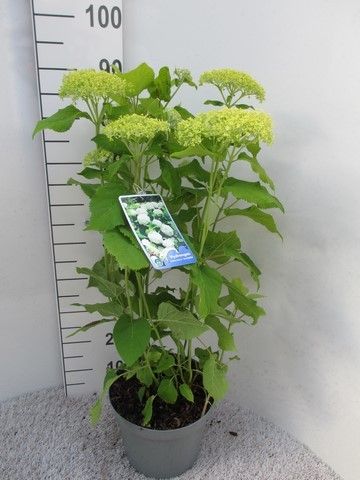 Hydrangea arb. Annabelle struik 60 cm p26, D 26