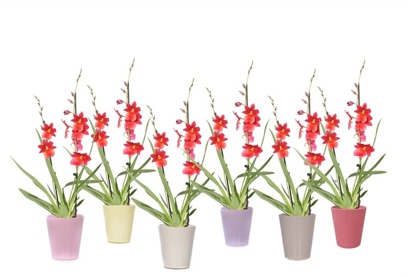 Zoe p12 dots mix Cambria Nelly Isler 2T16+, D 12