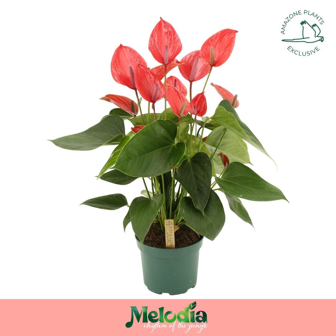 Anthurium Melodia Ibis 17cm, D 17