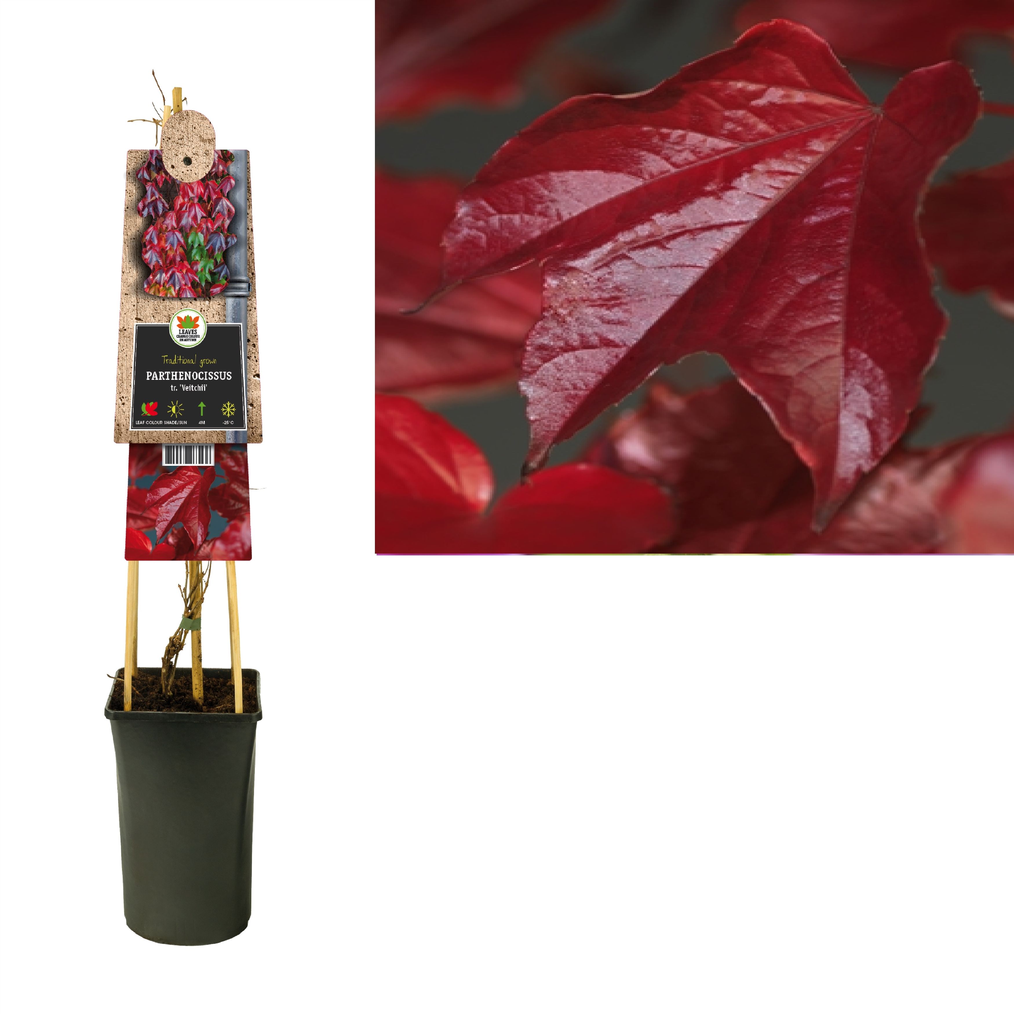 Parthenocissus tr. 'Veitchii' +3.0 label, D 17