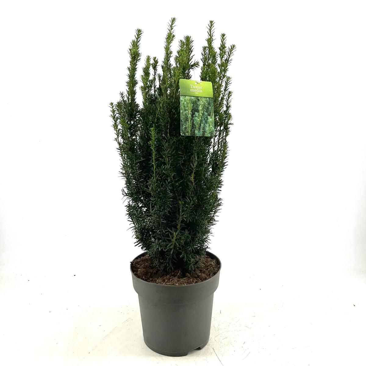 Taxus media 'Hillii', D 26