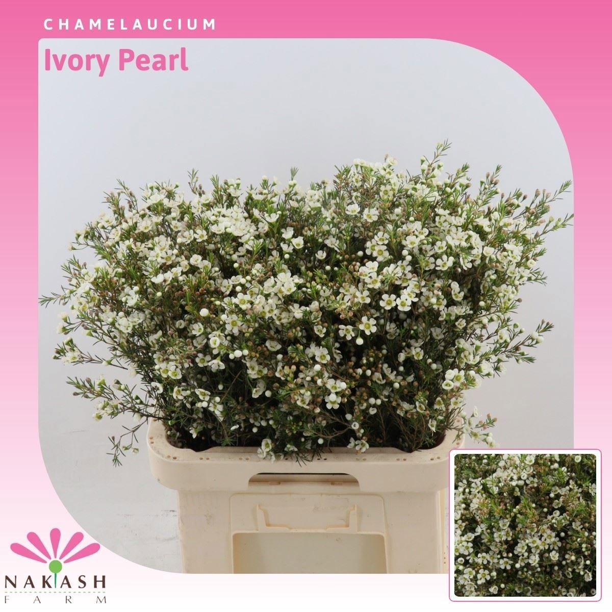 Шамелациум Айвори Перл 70, шт.