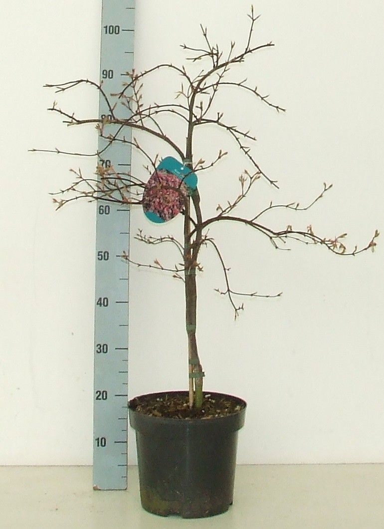 Acer palmatum 'Orangeola' P26 Full CC, D 26