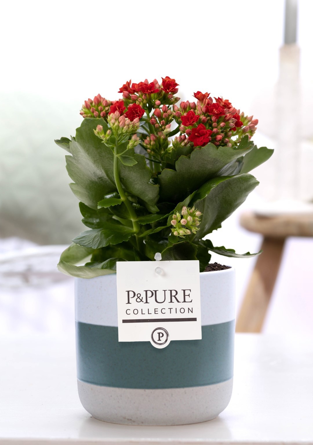 Kalanchoe red in P&PURE Lauren ceramics, D 12