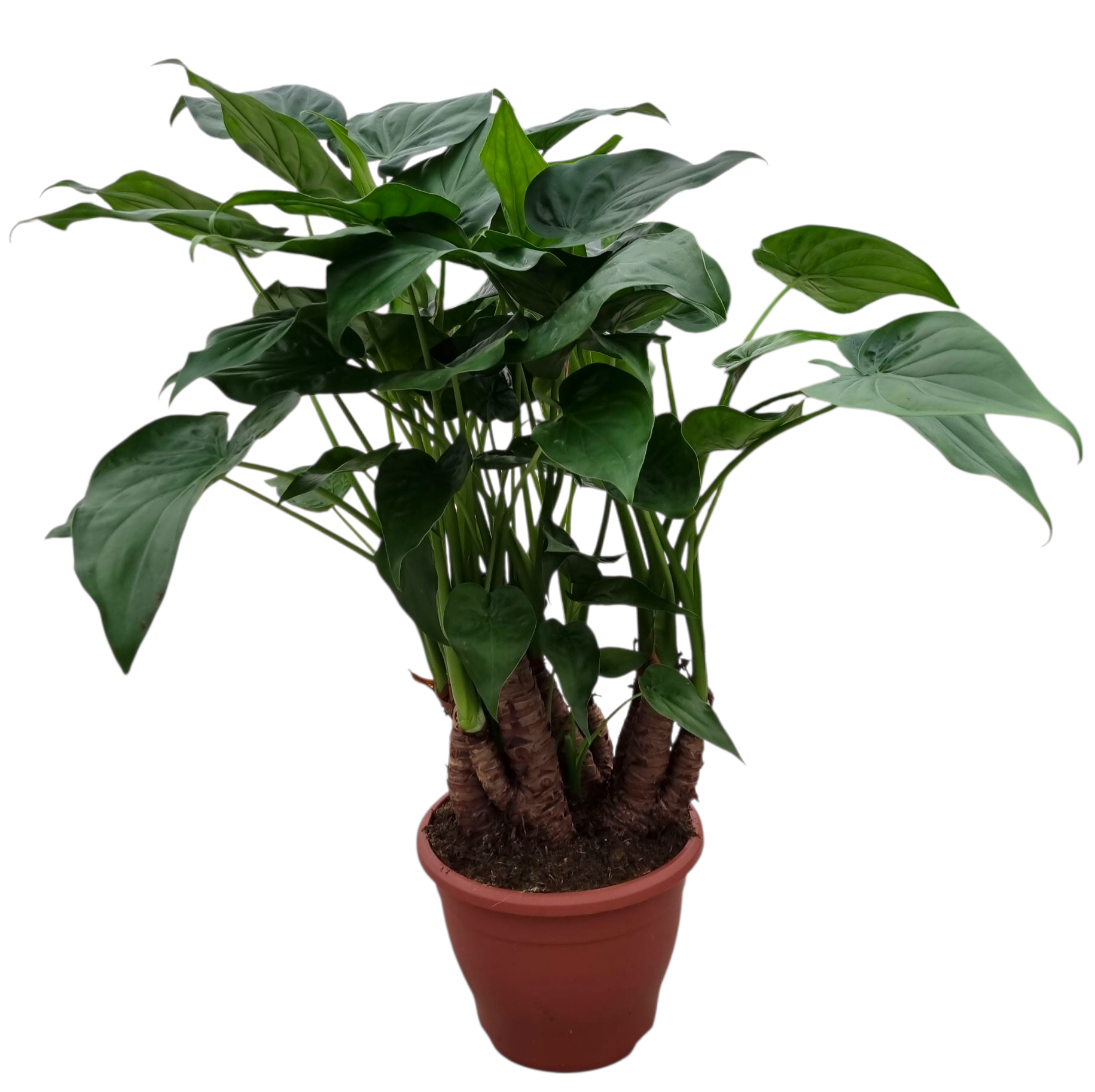 Alocasia Multitrunk Green 26 cm, D 26