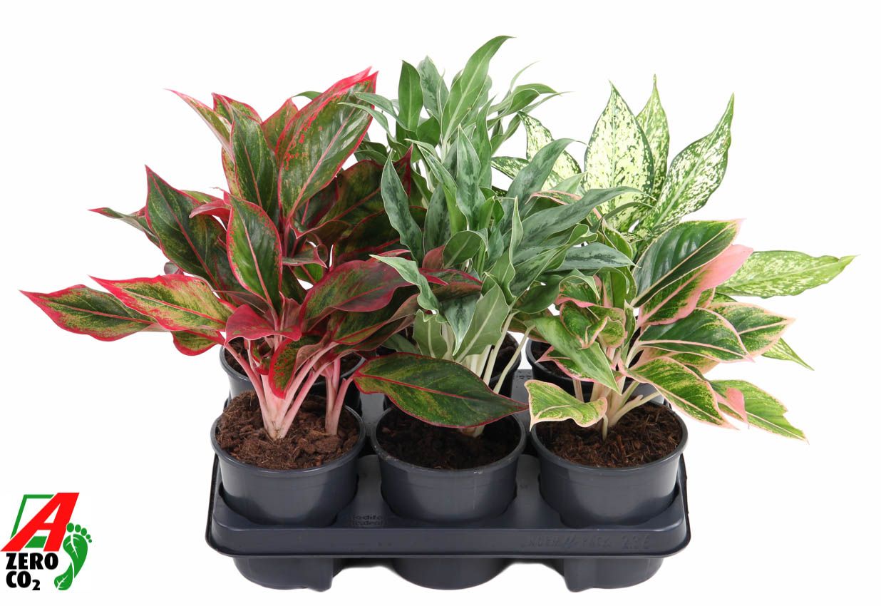 Mix aglaonema 13cm, D 13