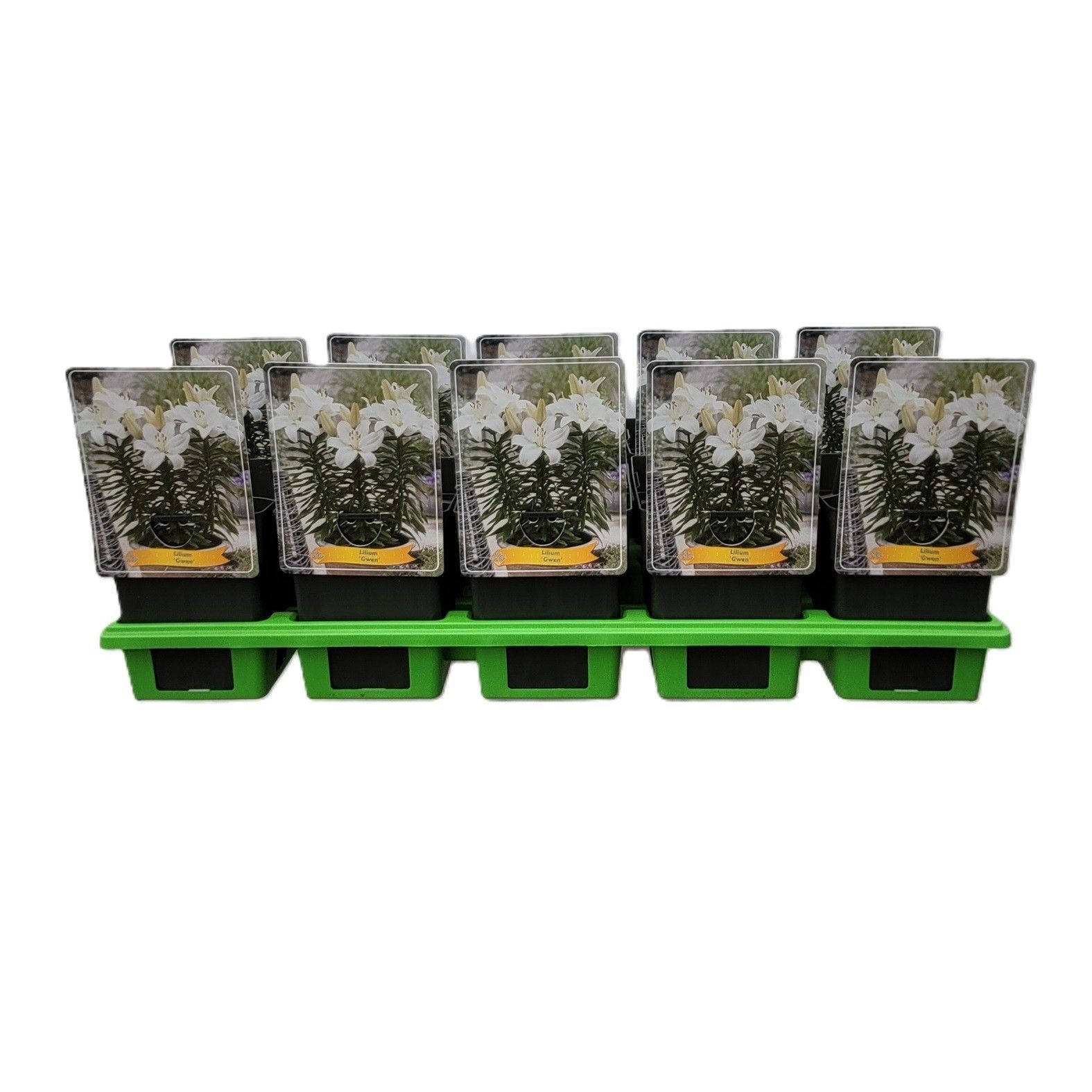 Lilium 'Gwen' P11, D 11