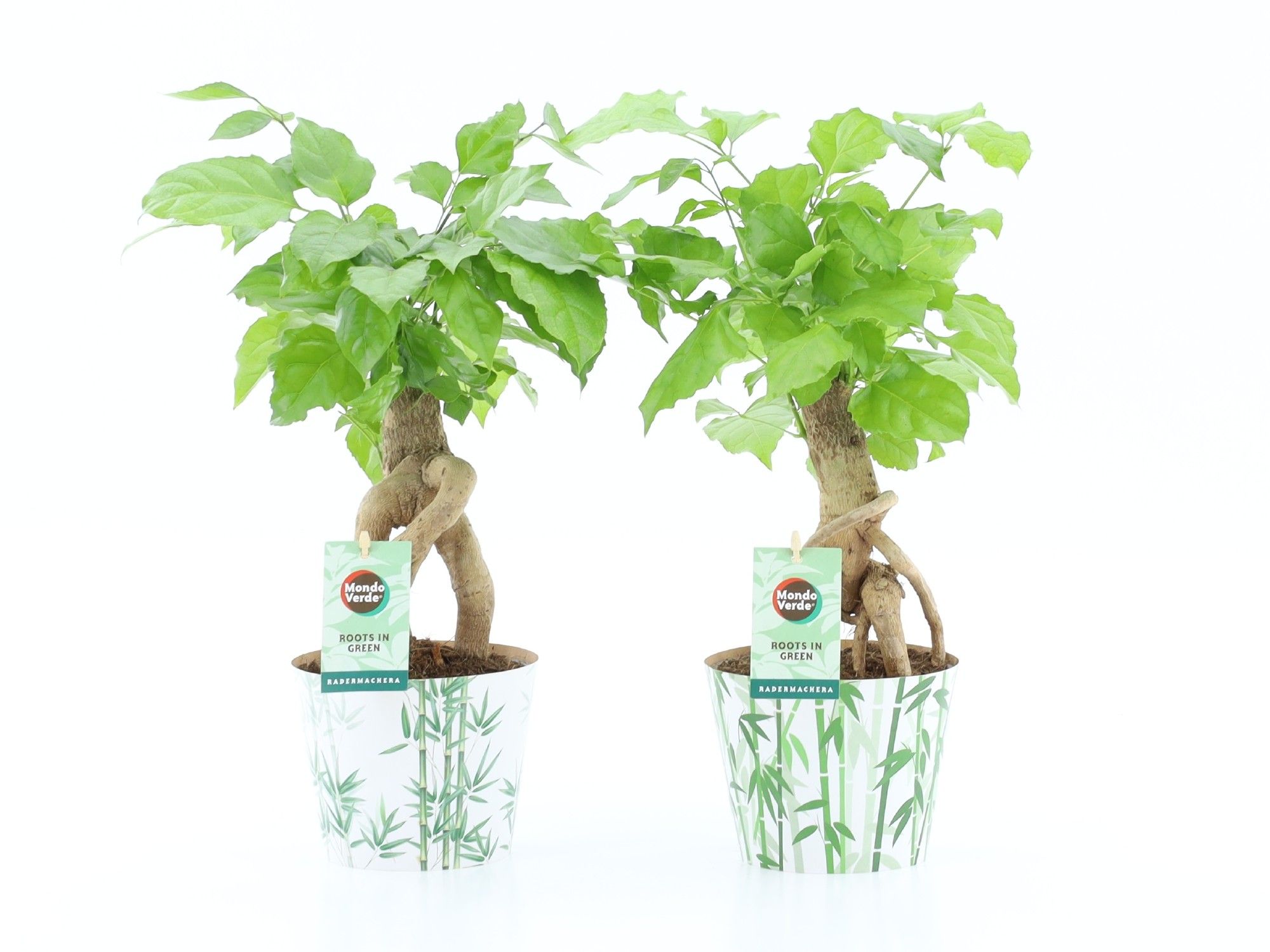 Radermachera Bonsai in Potcover Bamboo, D 12