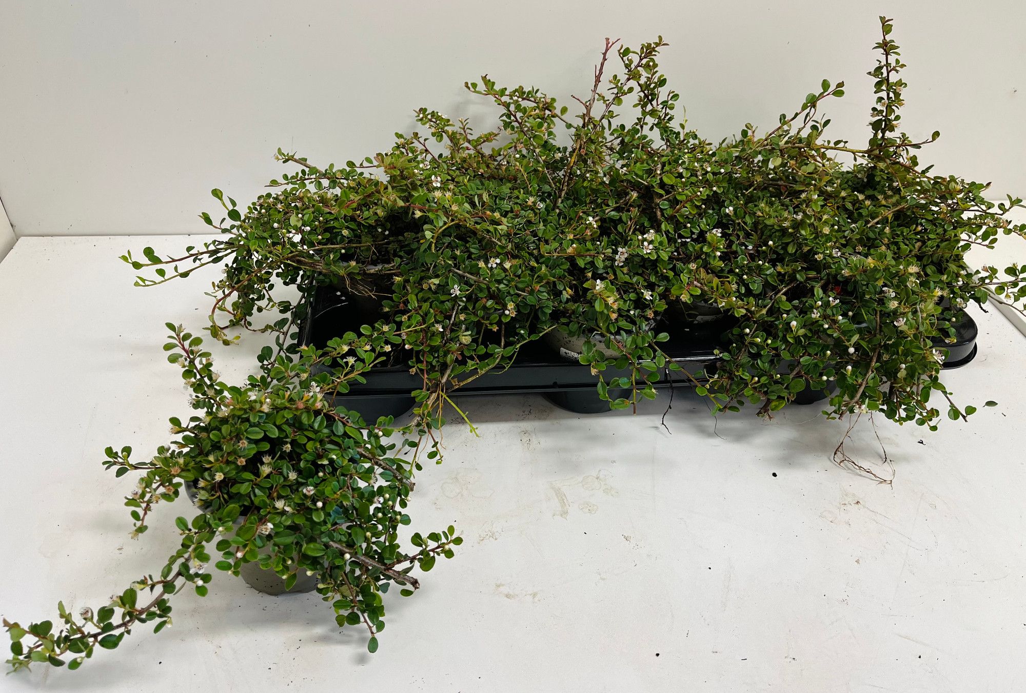 Cotoneaster Streibs Findling, D 11