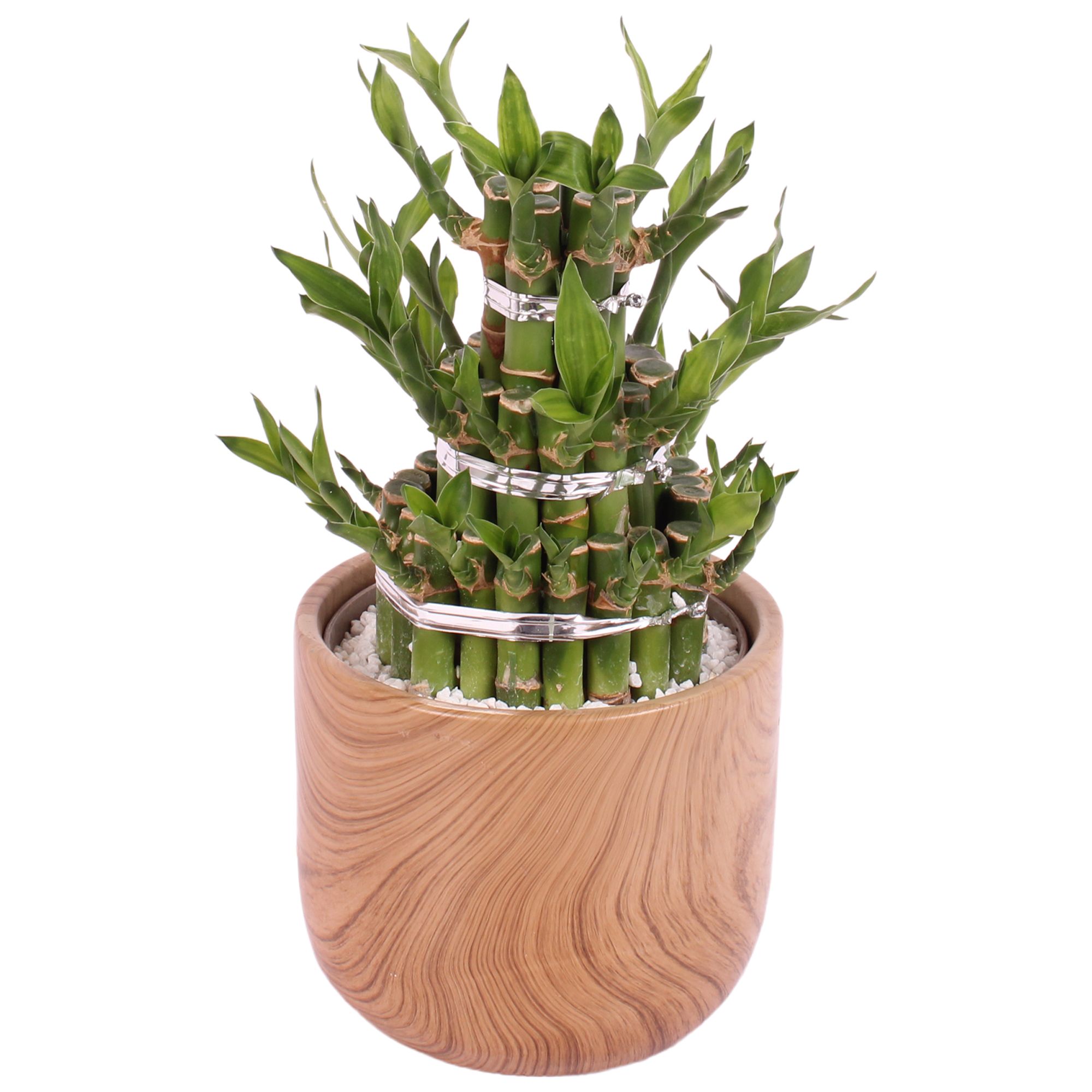 Lucky Bamboo Shape Round 3B Ø14cm Ceramic NT565, D 14