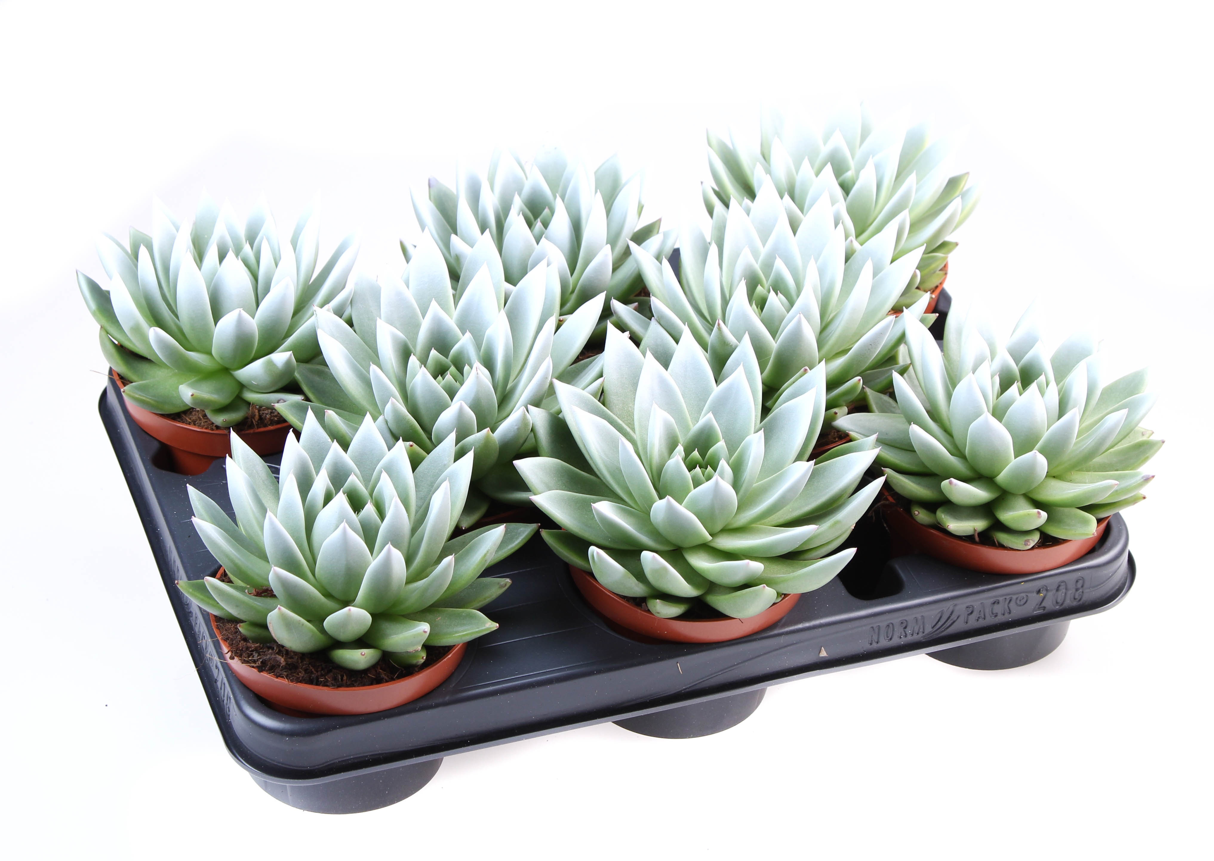 Miranda white tips, D 10,5