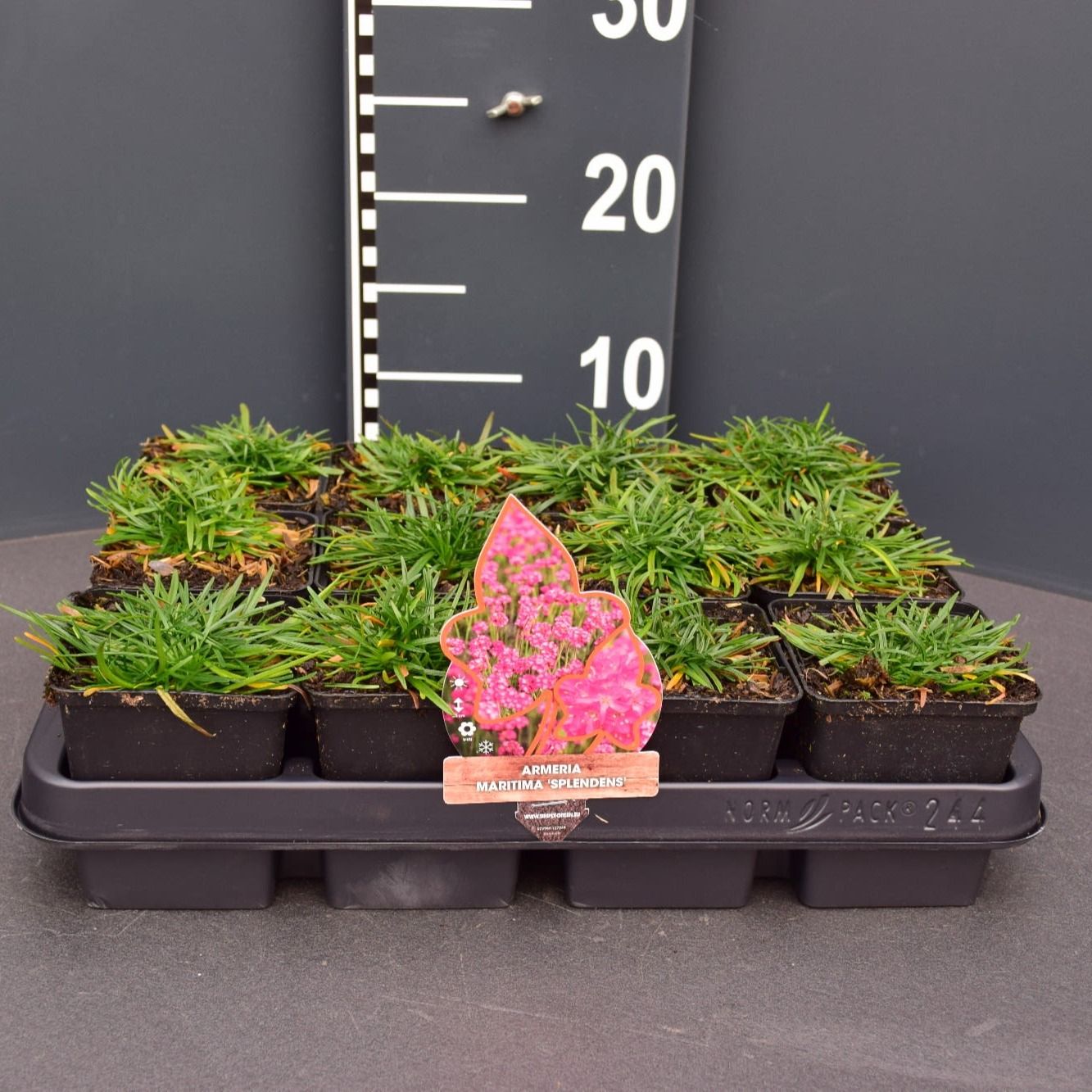 Armeria maritima 'Splendens', D 9