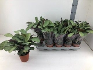 Calathea Amagris P12, D 12
