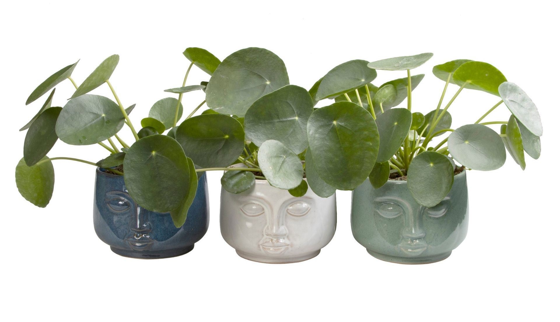 L 65614 with Pilea Peperomioides 12 cm, D 12