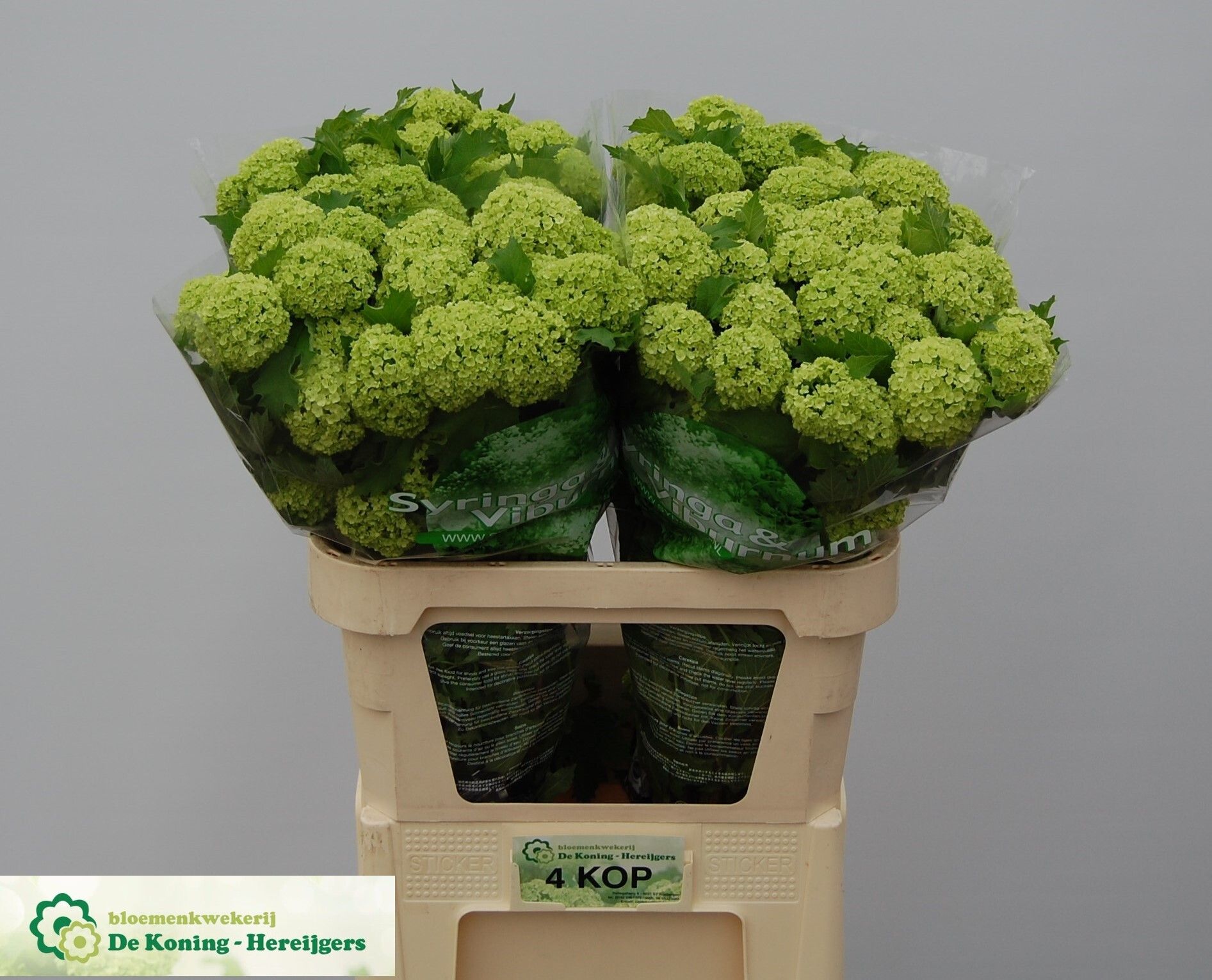 Вибурнум Розеум 80 (зел.), шт.