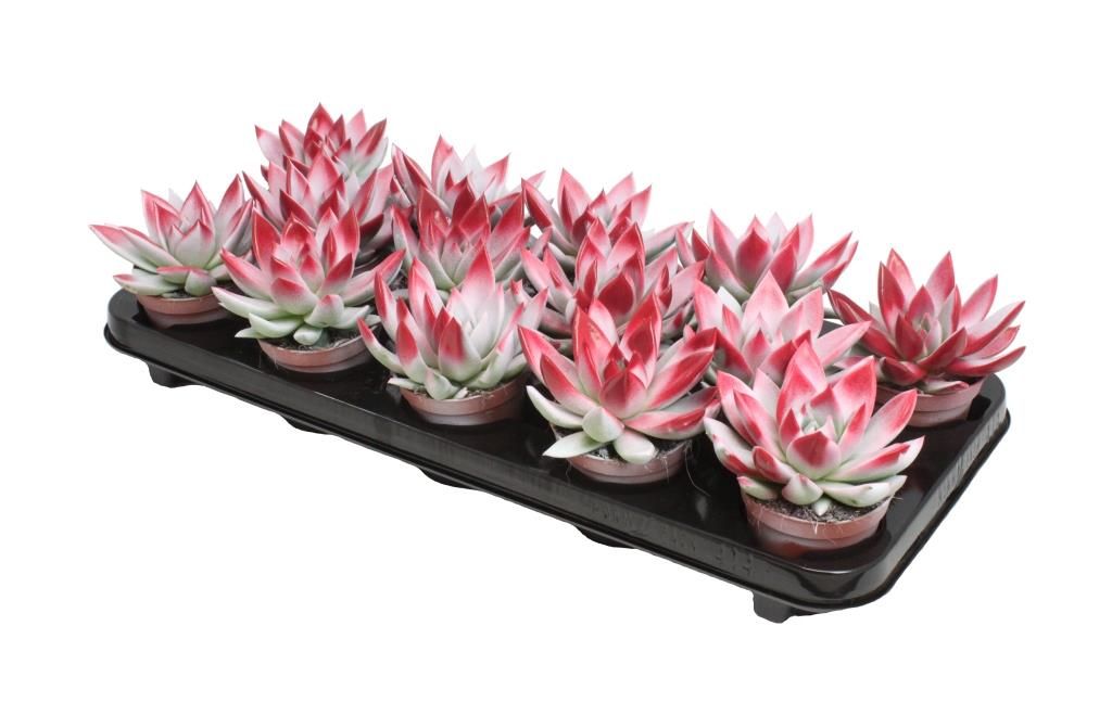 Miranda bicoloured white/red, D 8,5