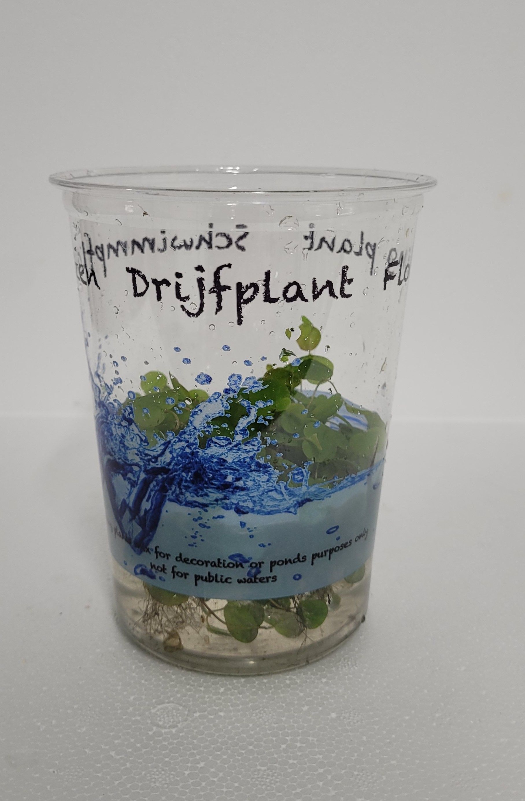 490-Phyllanthus fluitans, D 12