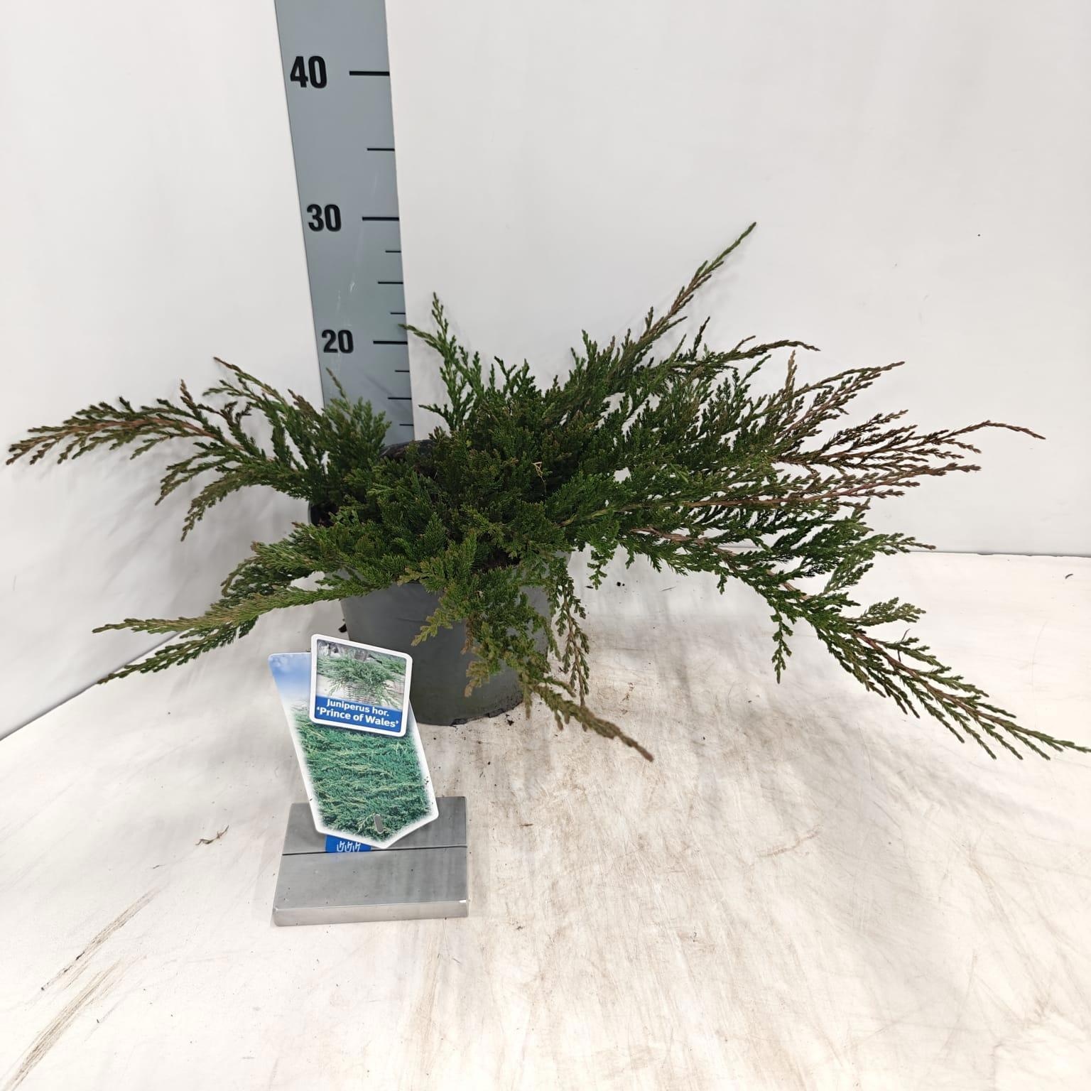 Juniperus horizontalis 'Prince of Wales', D 19