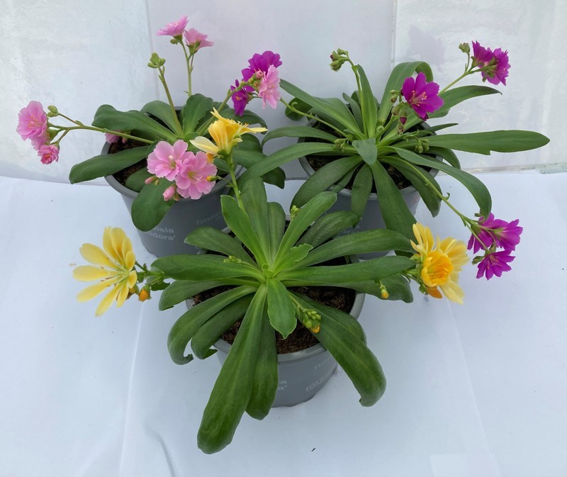 SELAGINELLA MARTENSII, D 9