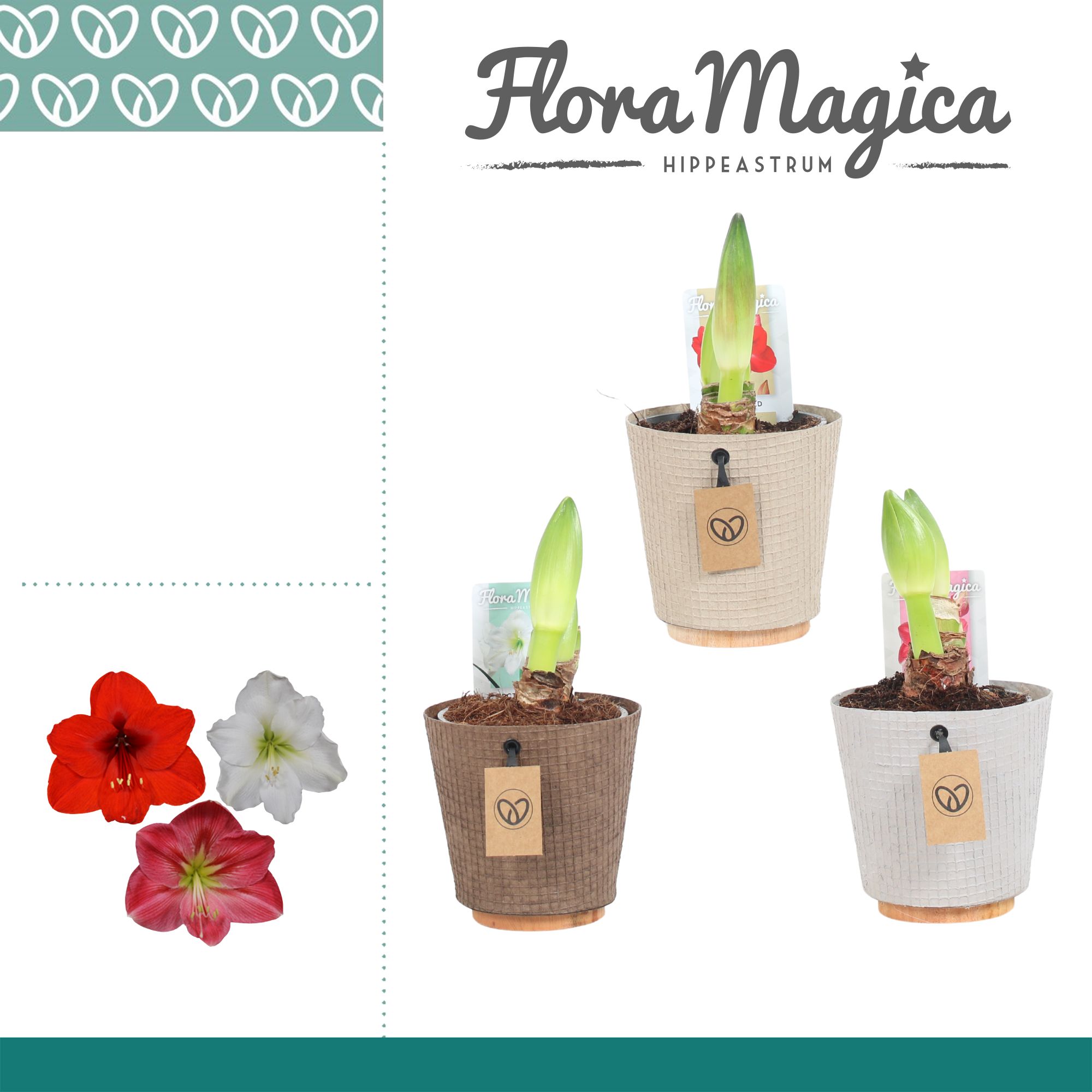 Amaryllis Mix 2 Knop in Ompot Charta, D 12