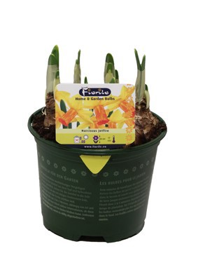 Narcis Jetfire, D 13