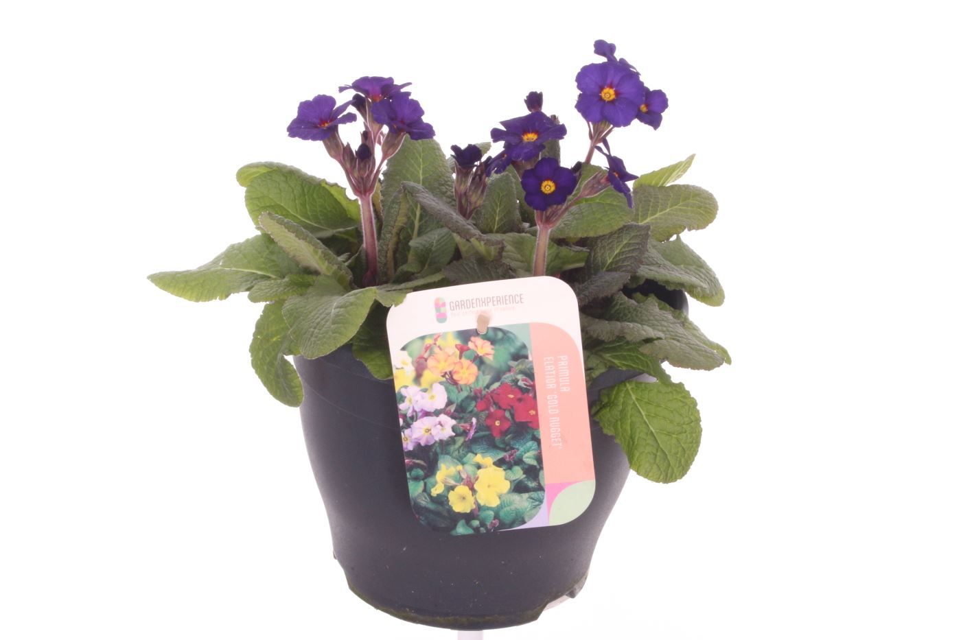 Primula elatior Veristar Late Blue, D 23