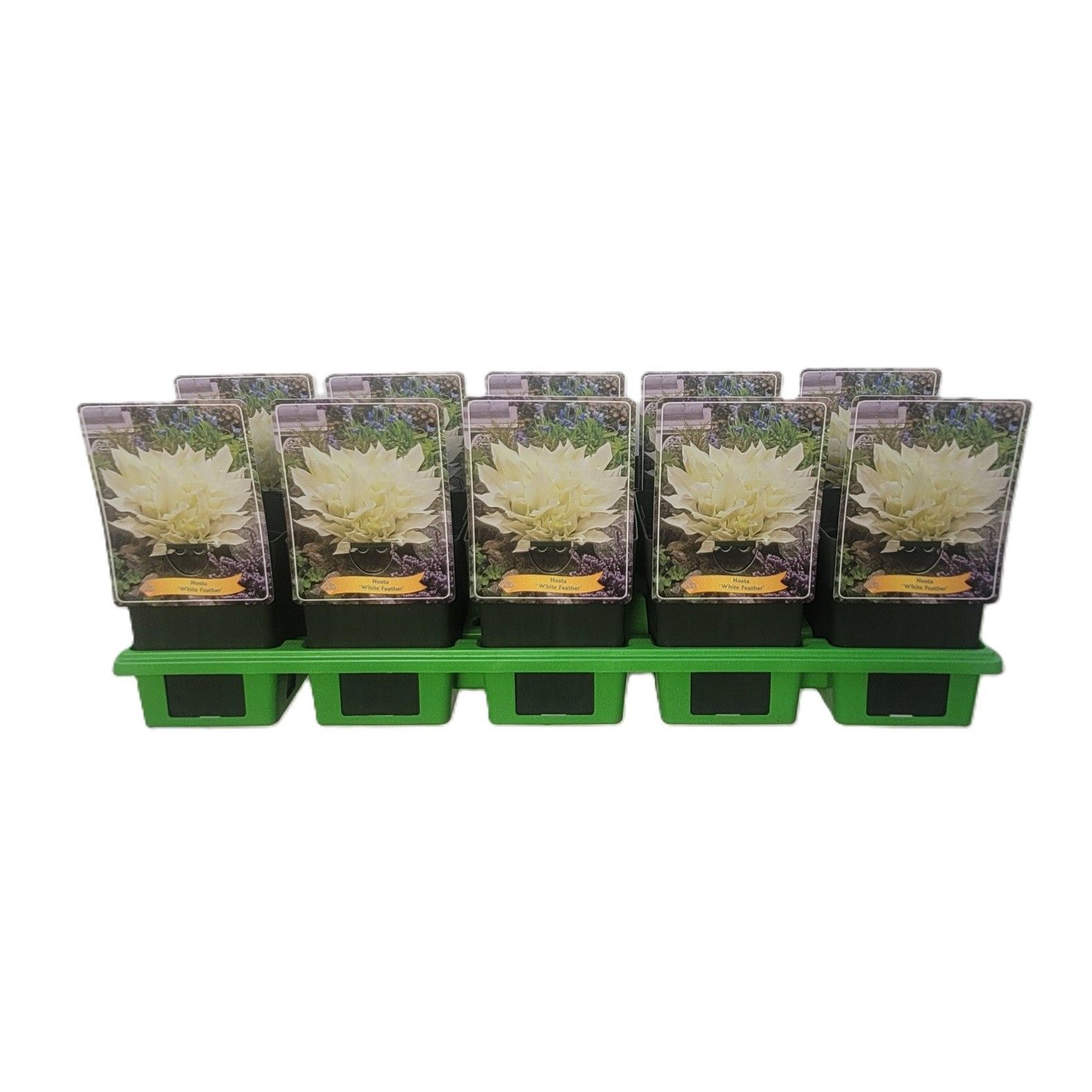 Hosta 'White Feather' P11, D 11