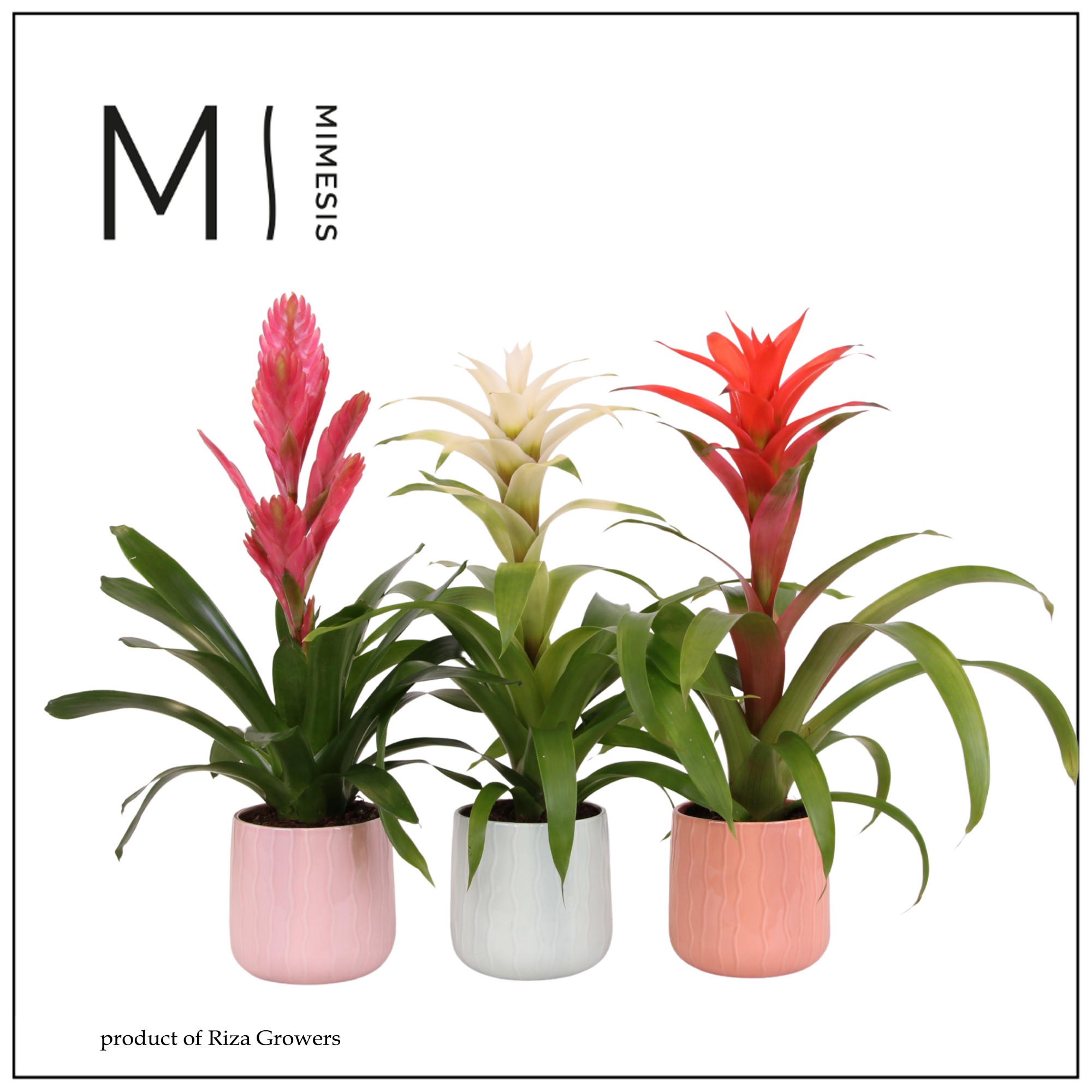 Bromelia Charming - 12cm in Belize | Mimesis, D 12