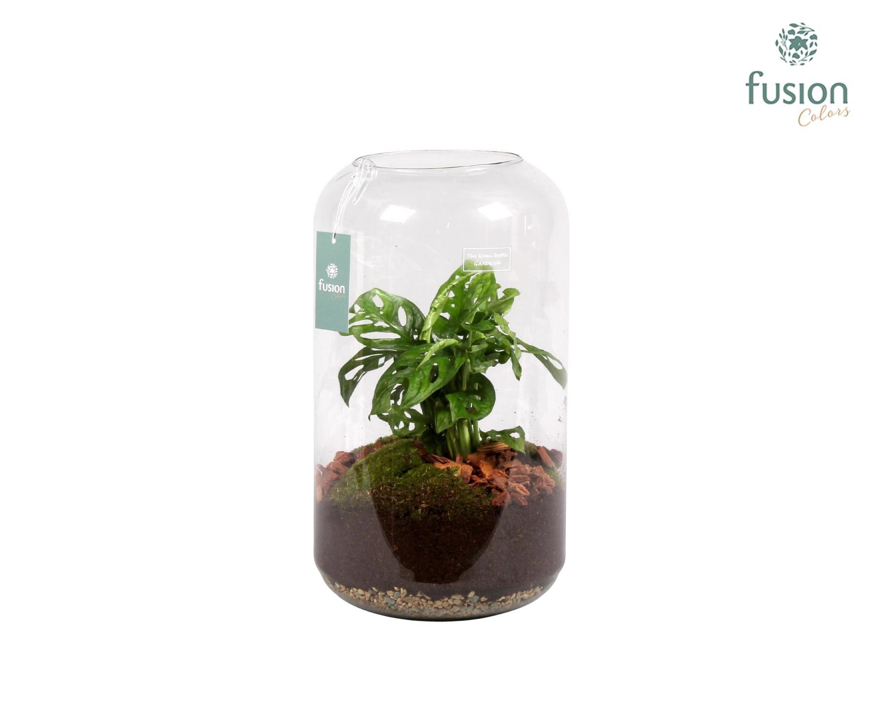 Green Bottle Isabella Large met Skindapsus, D 23