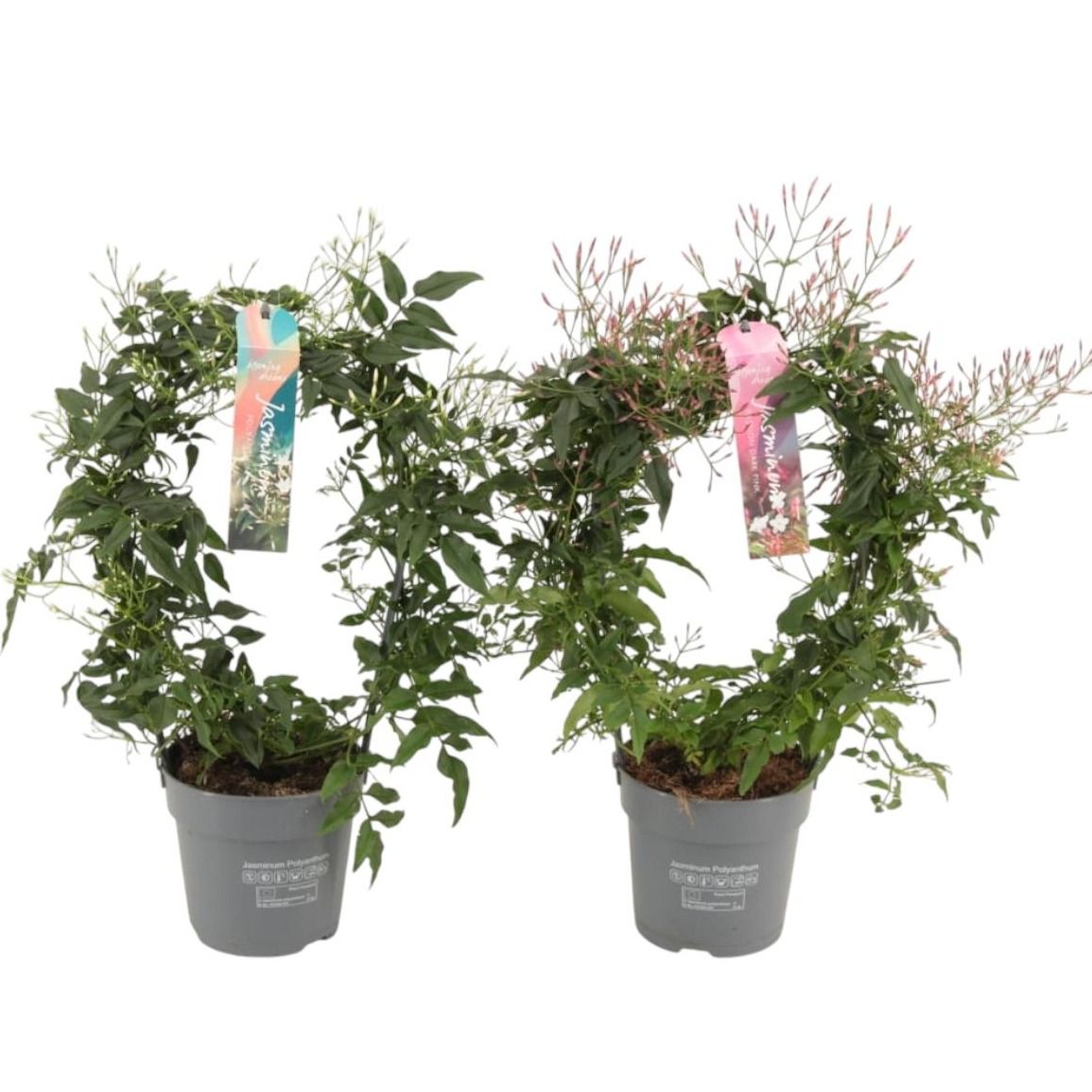 Jasminum boog 200 knop p12 wit/roze gemengd (Jasmijn), D 12