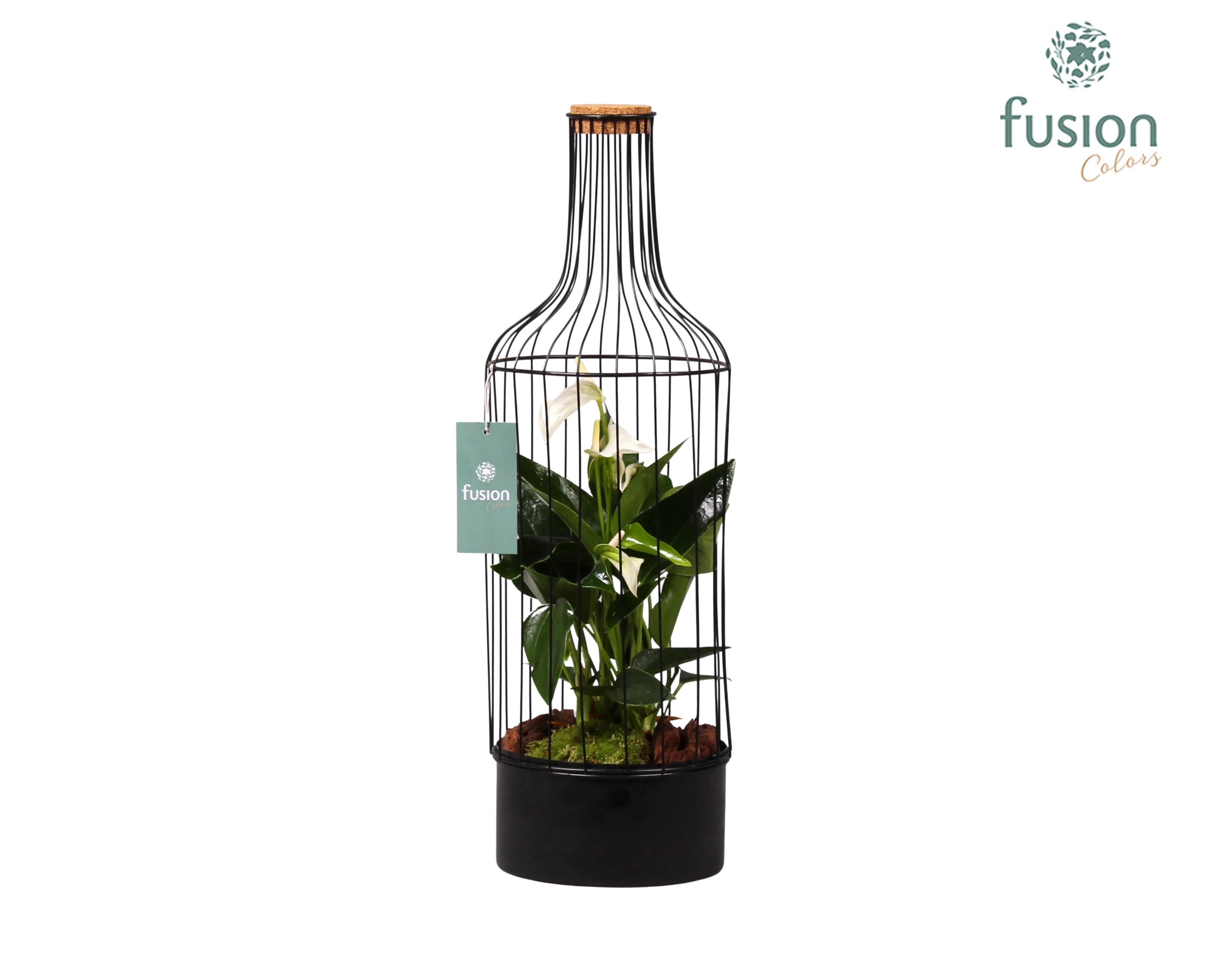 Metaal fles zwart Large met Anthurium, D 17