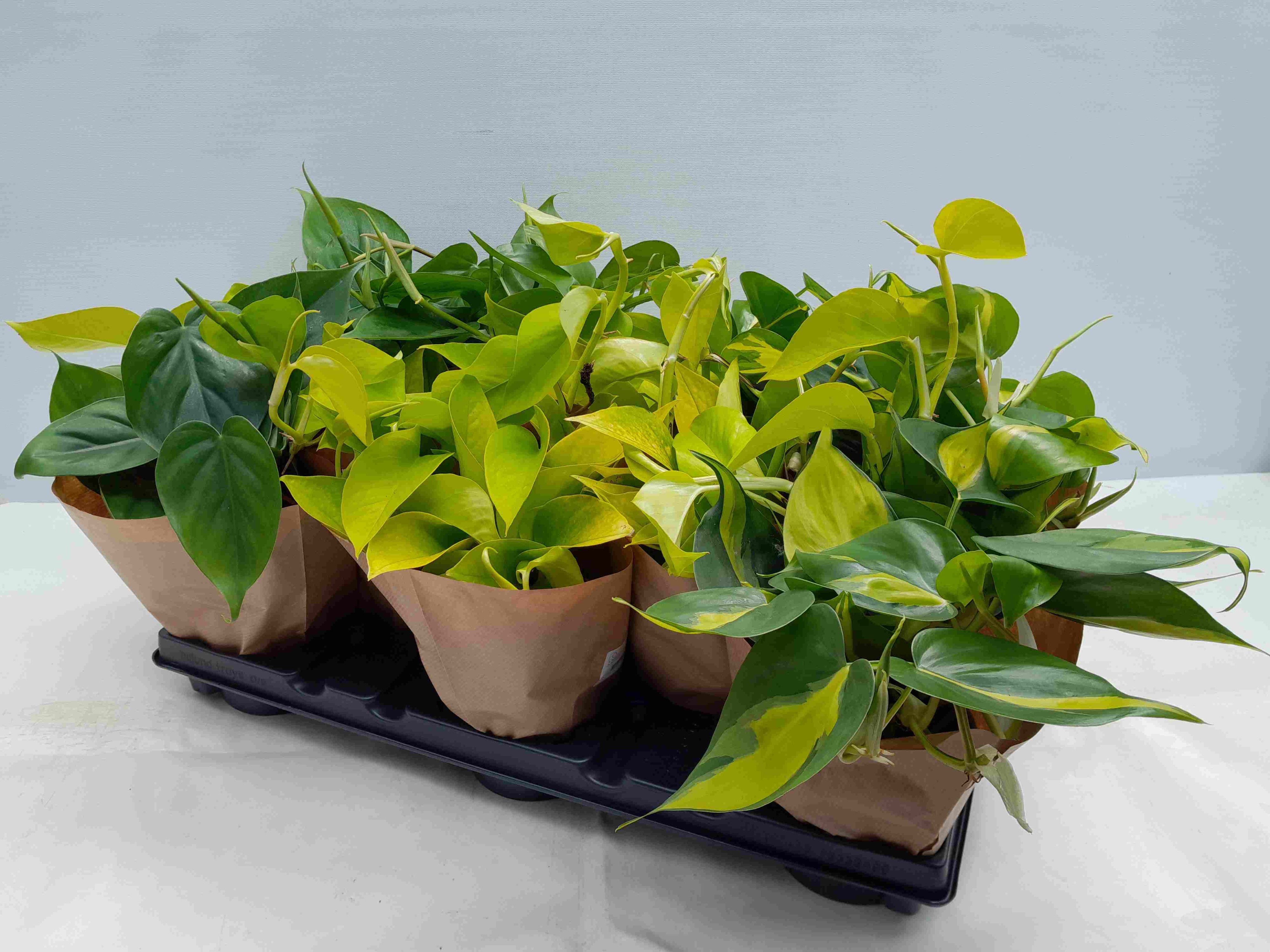 PHILODENDRON SCANDENS 'Mix', D 12