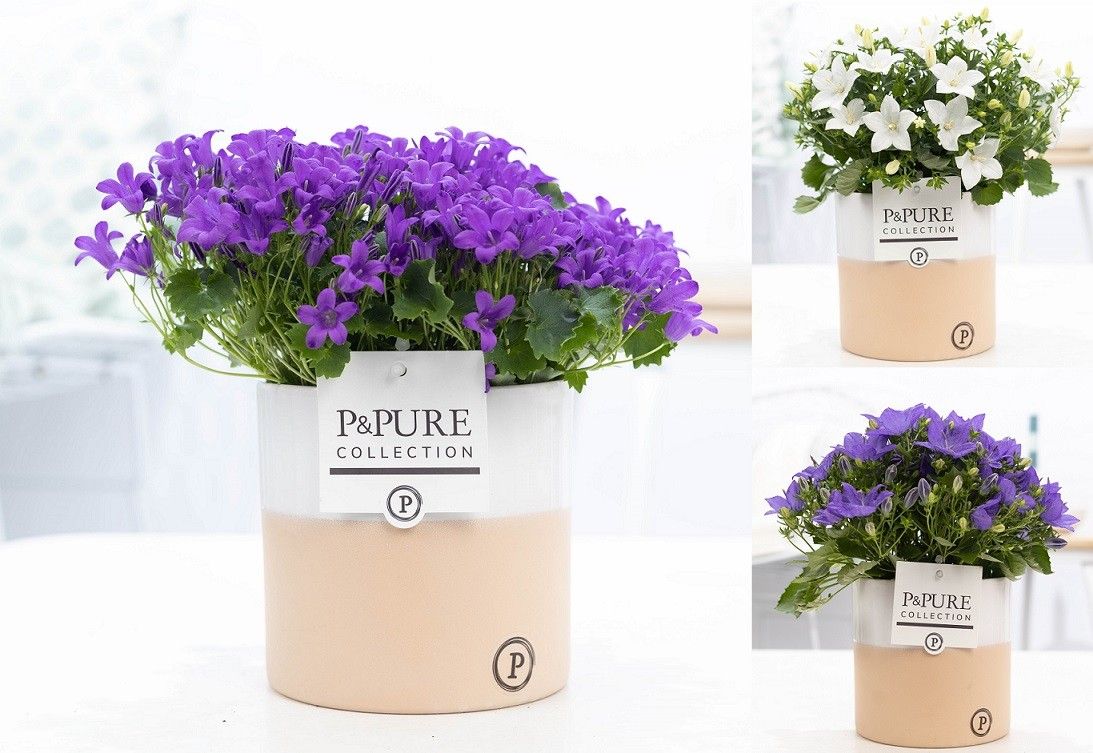 Campanula 'Mix' Pure Rosy, D 13