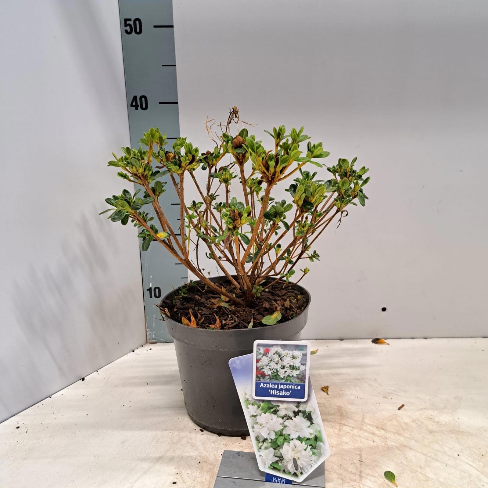 Rhododendron (AJ) 'Hisako', D 19